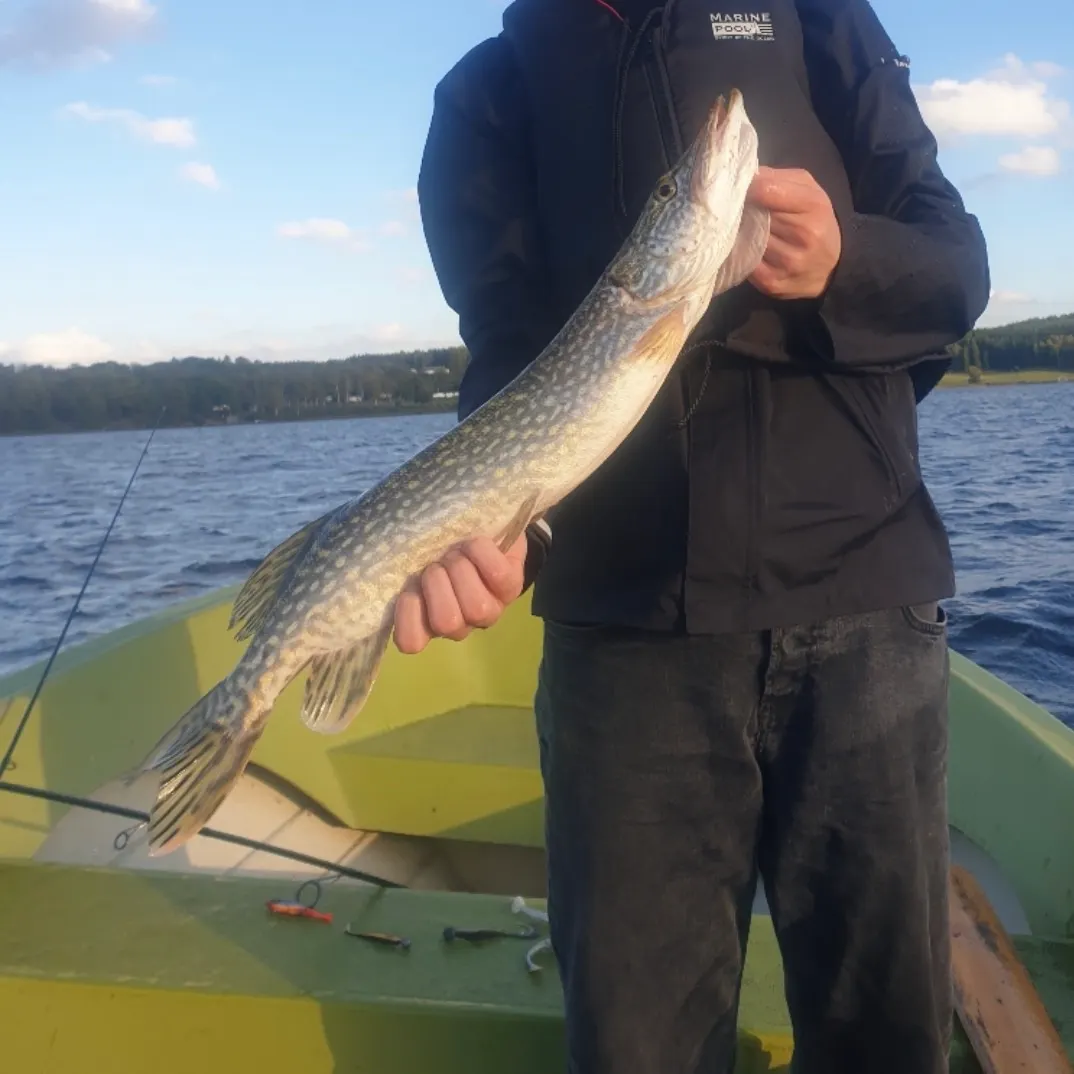 Northern pike caught on Fishbrain