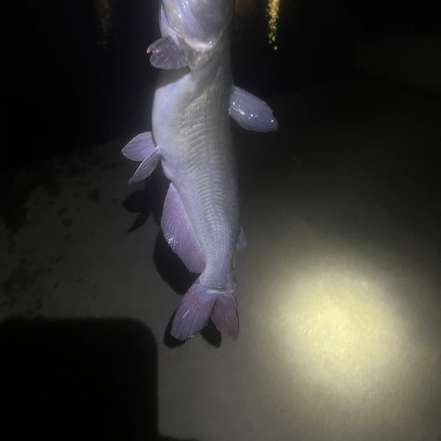 Channel catfish caught on Fishbrain