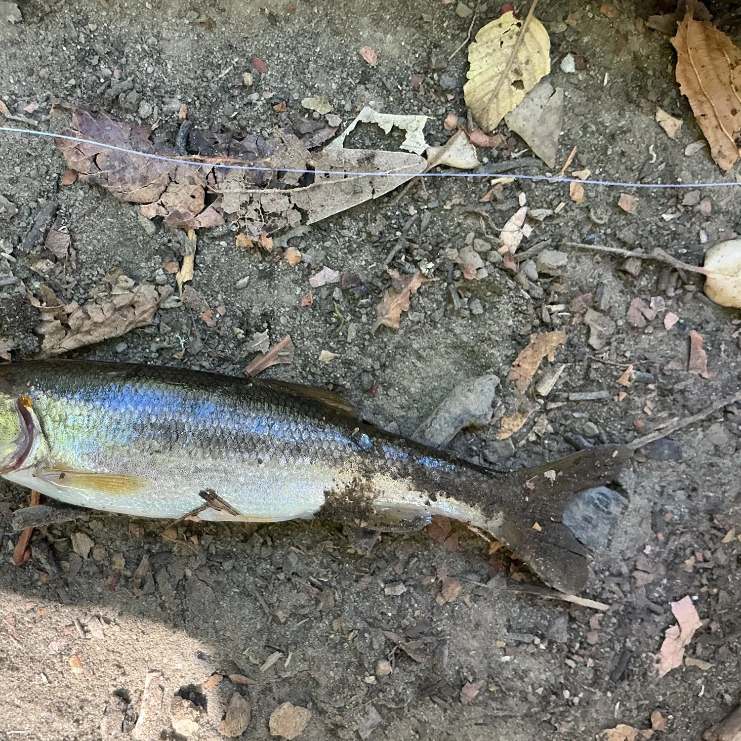 Northern pikeminnow caught on Fishbrain