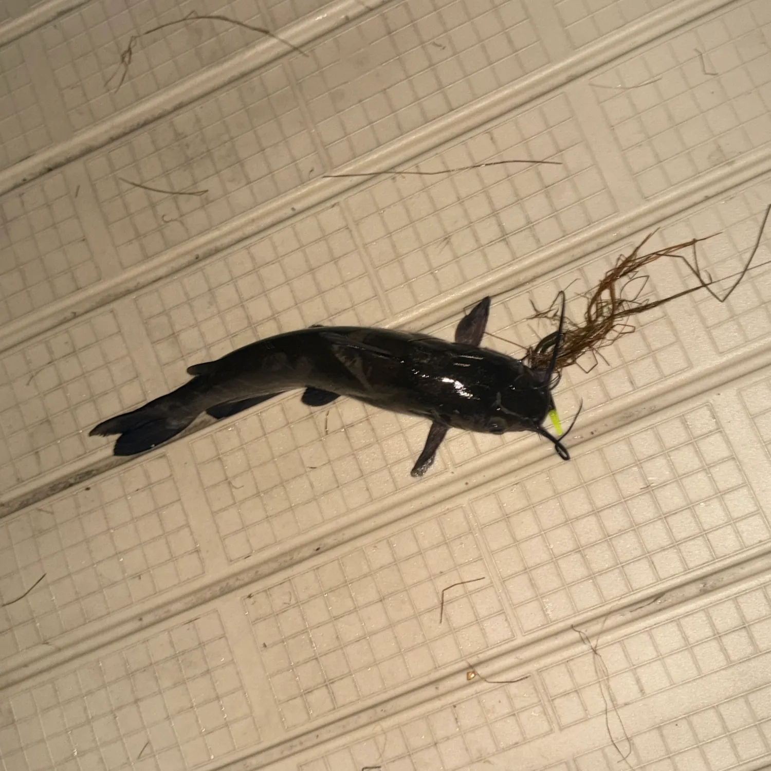 Channel catfish caught on Fishbrain