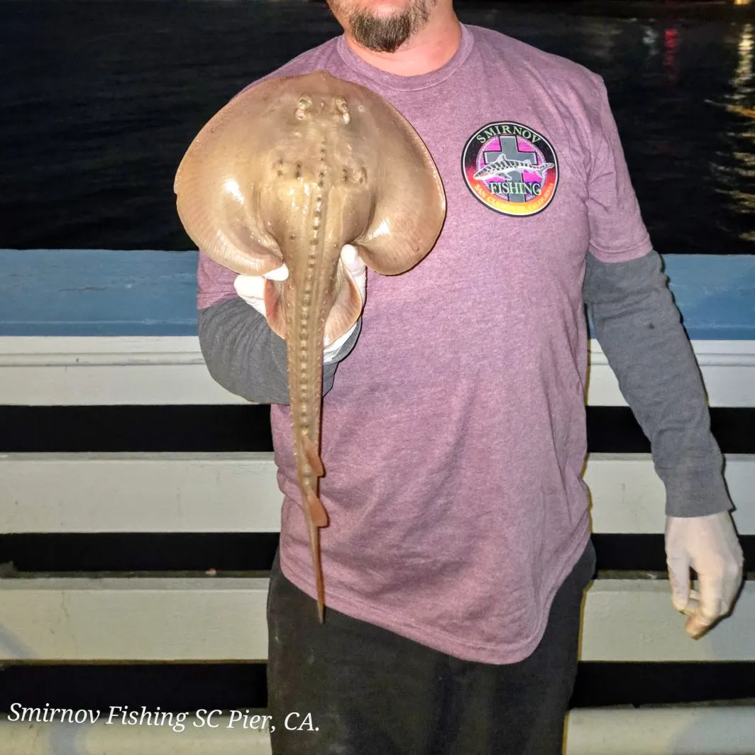 Thornback guitarfish caught on Fishbrain