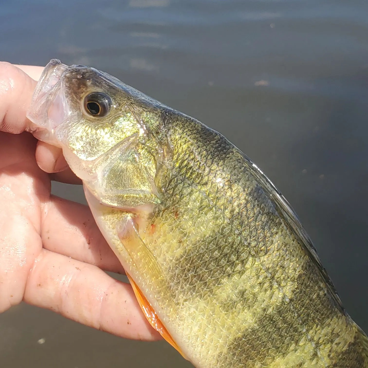 Yellow perch caught on Fishbrain