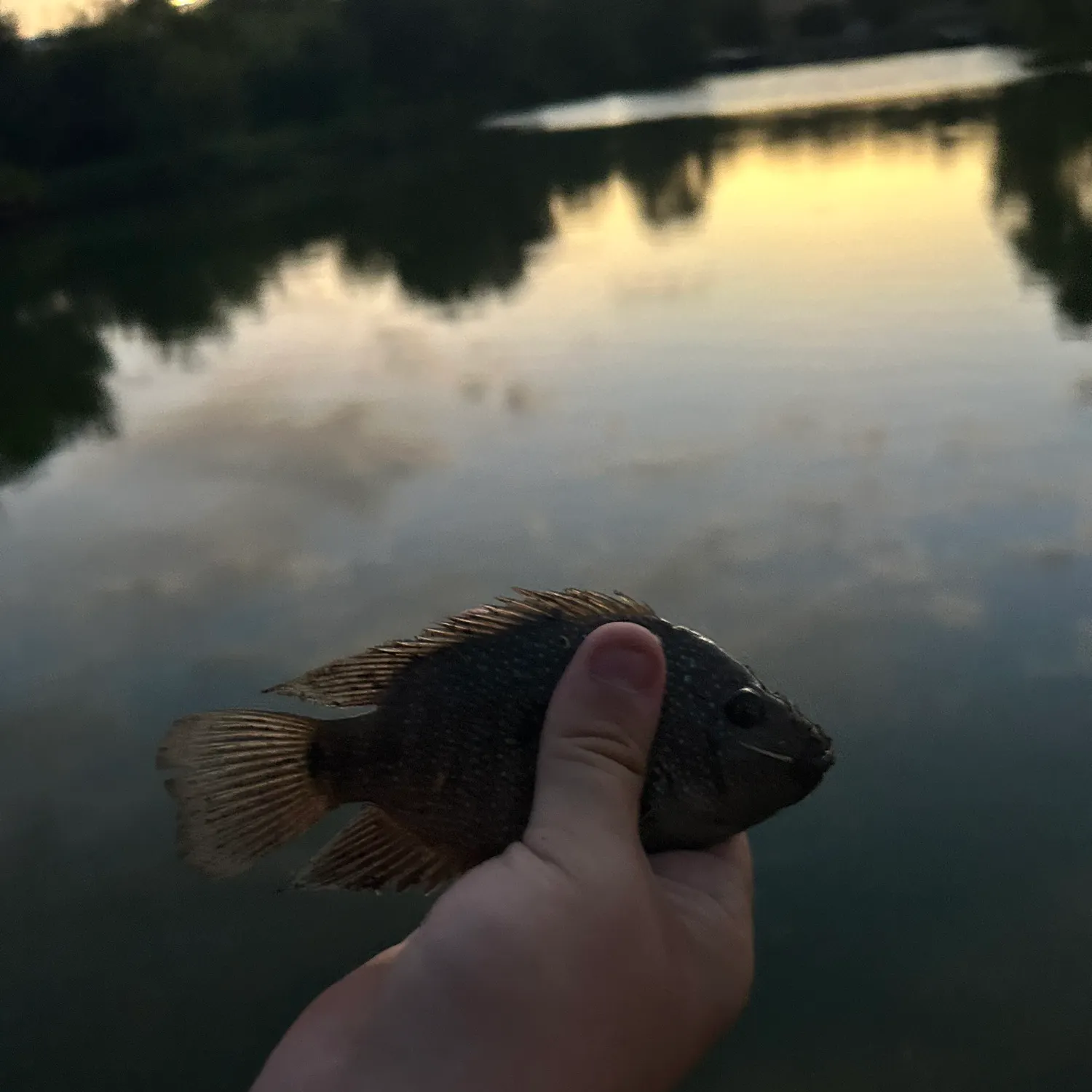 The most recent Rio Grande cichlid catches on Fishbrain