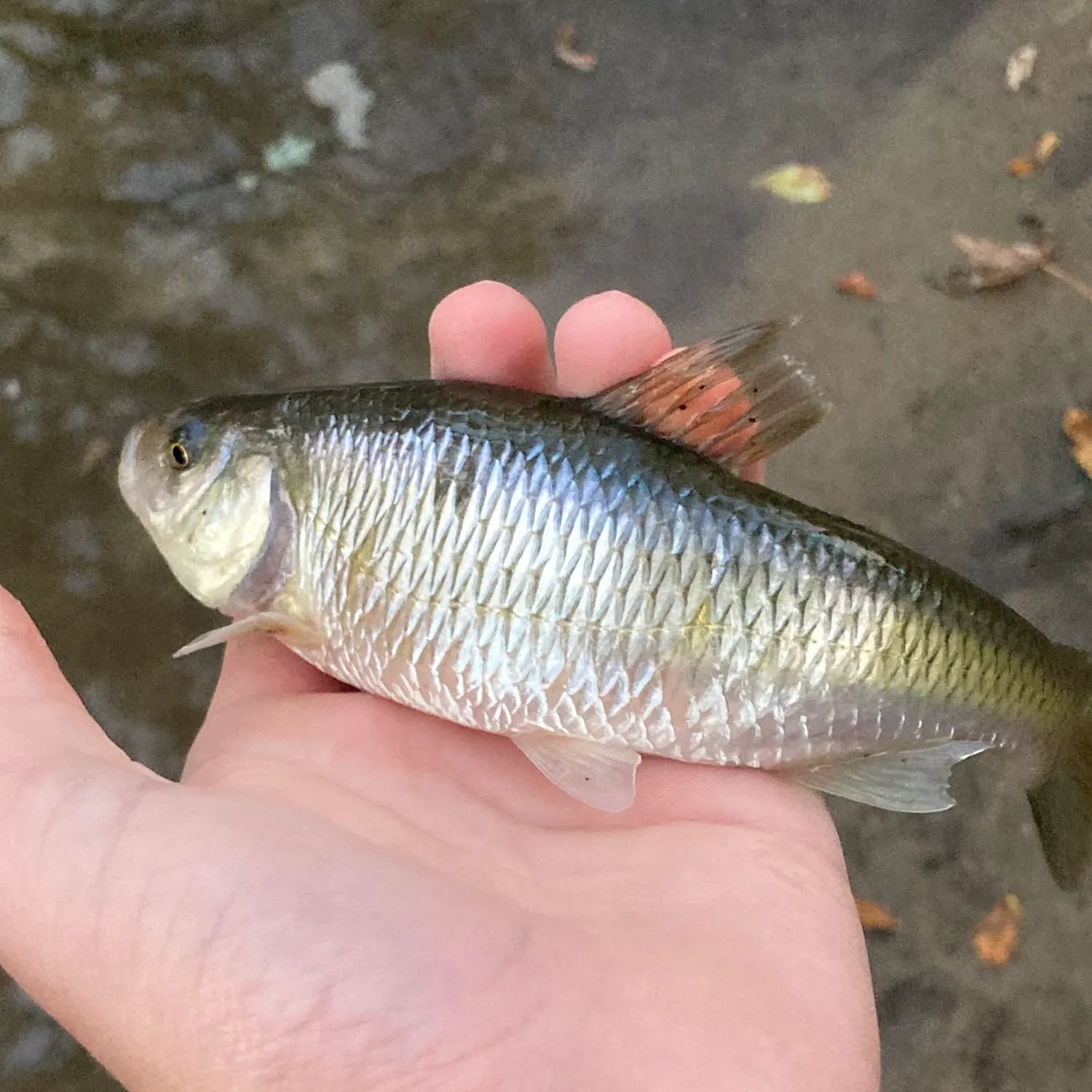 The most popular recent European chub catch on Fishbrain