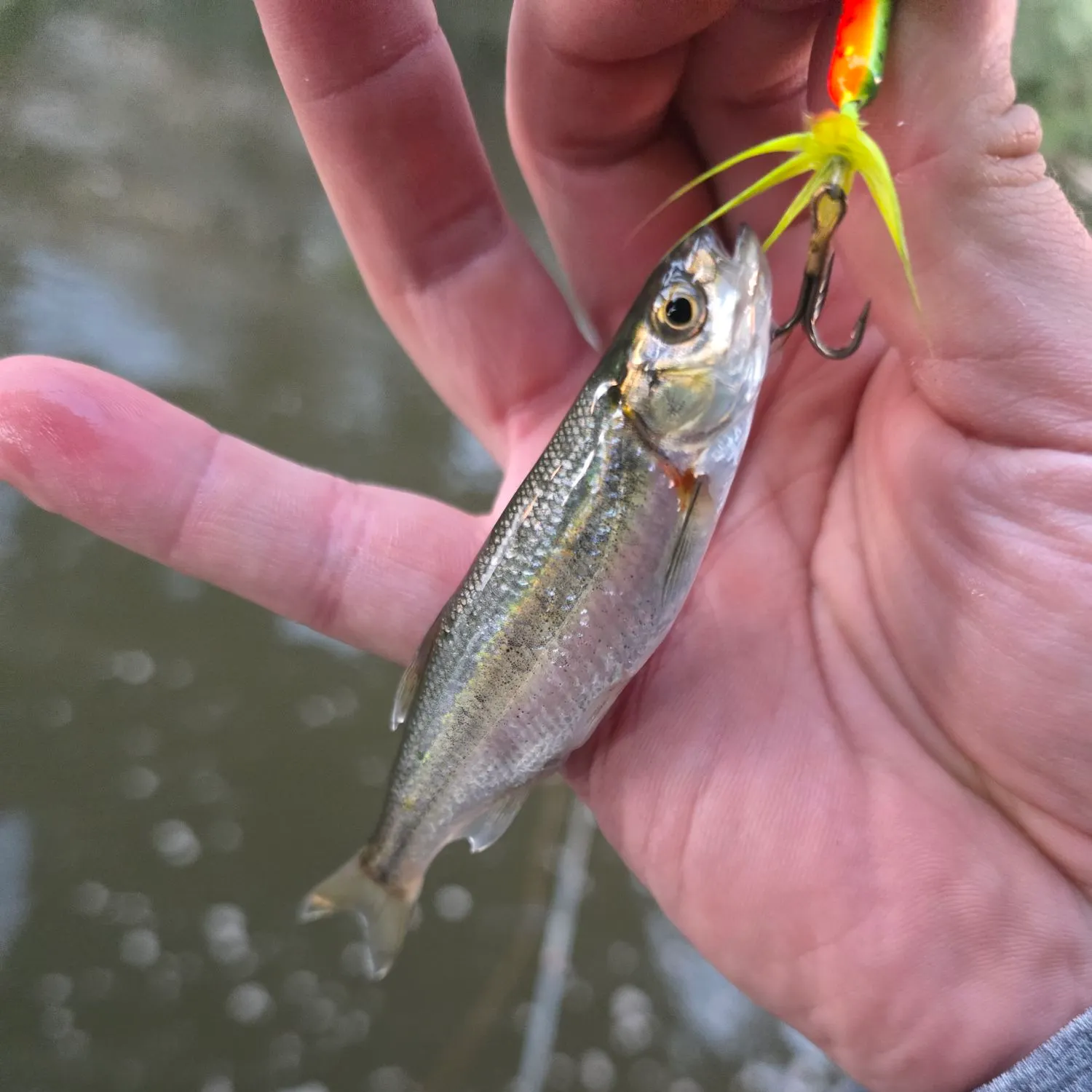 Creek chub caught on Fishbrain