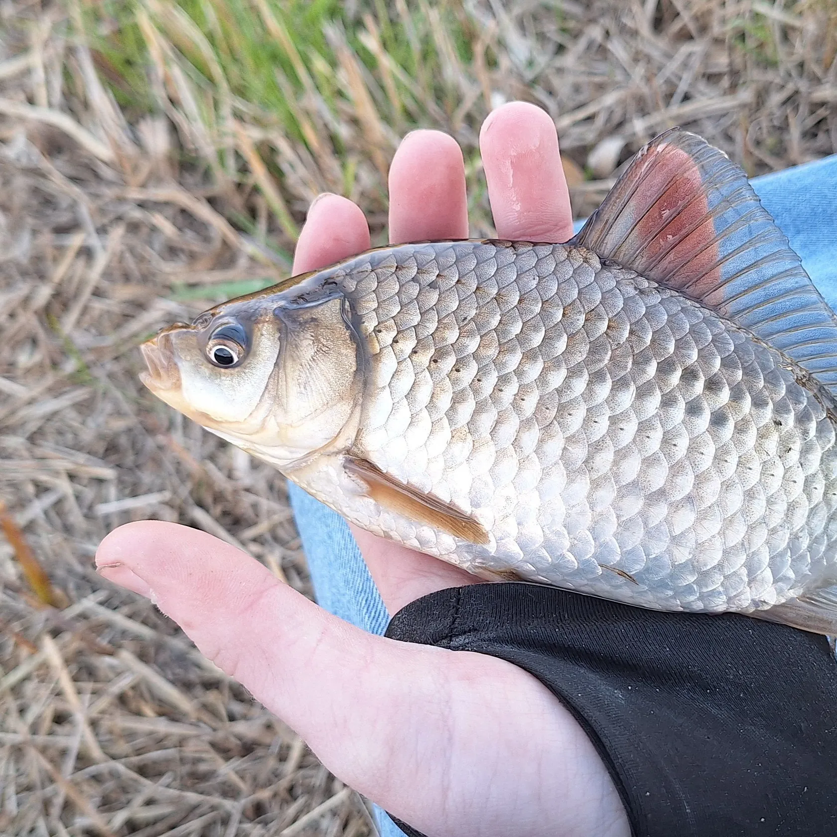 The most recent Prussian carp catches on Fishbrain