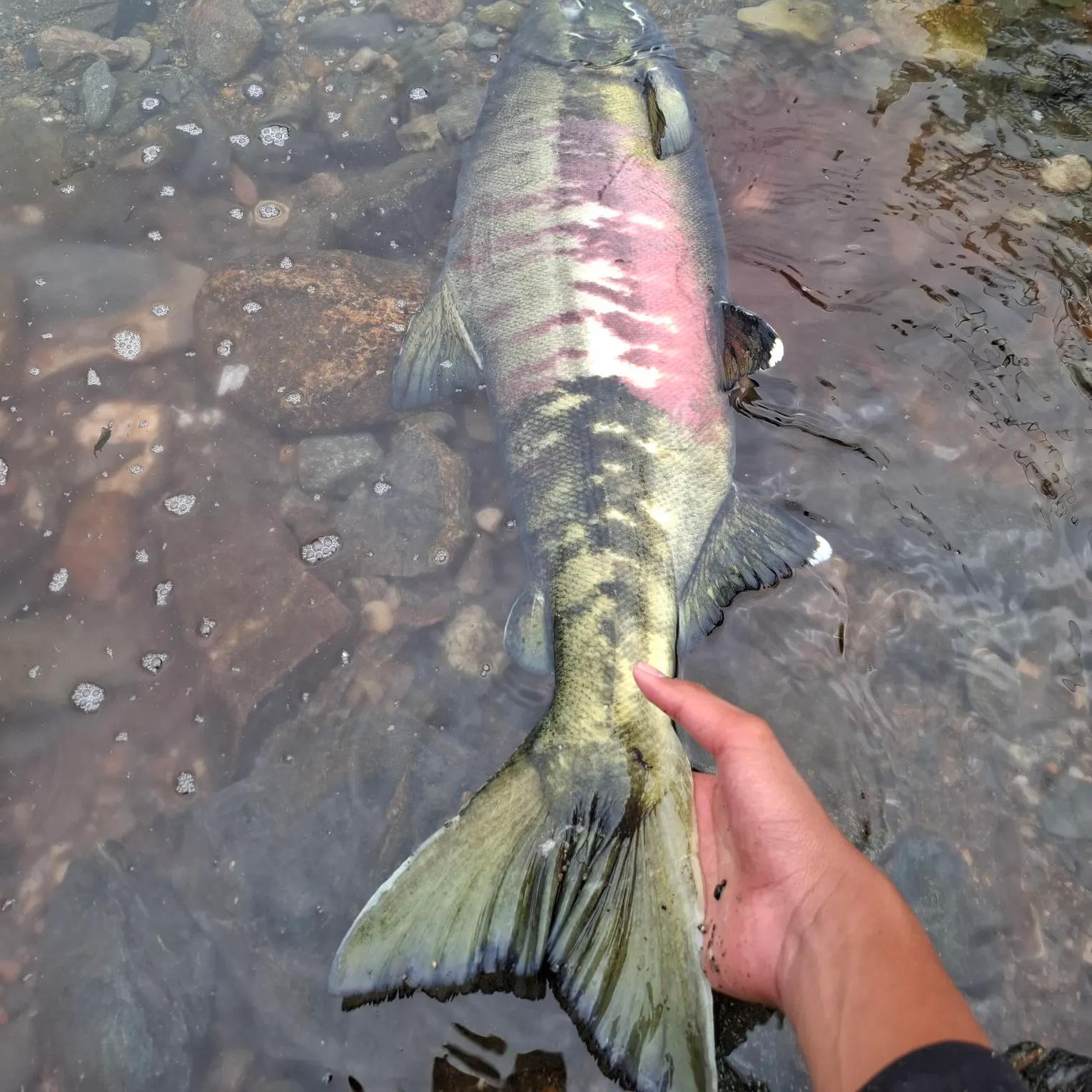 Chum salmon caught on Fishbrain