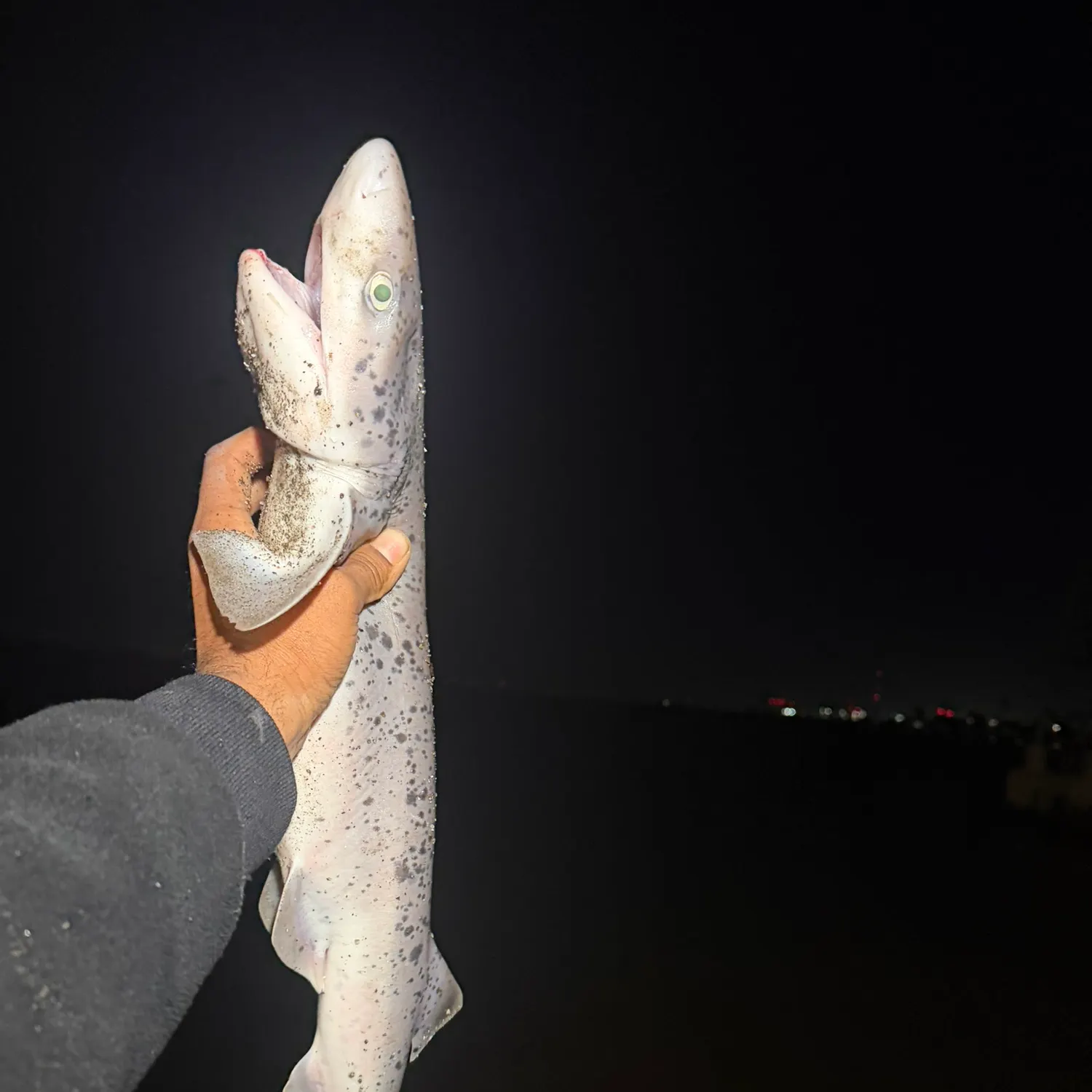 The most recent Broadnose sevengill shark catches on Fishbrain
