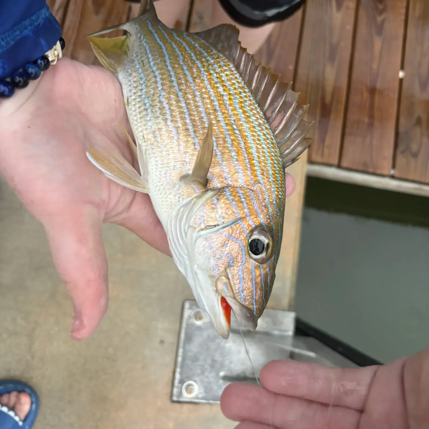 The most recent White grunt catches on Fishbrain