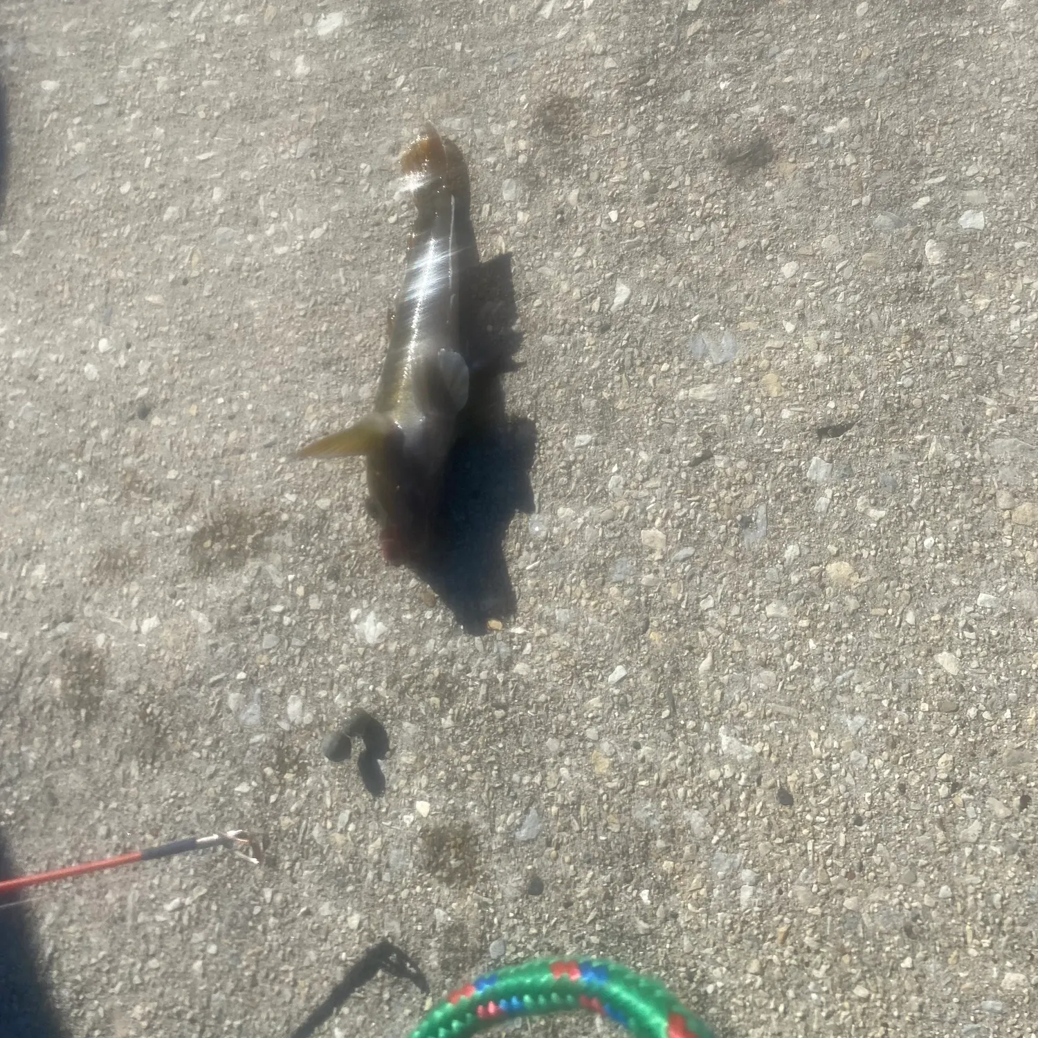 The most recent Pseudogobio esocinus esocinus catches on Fishbrain