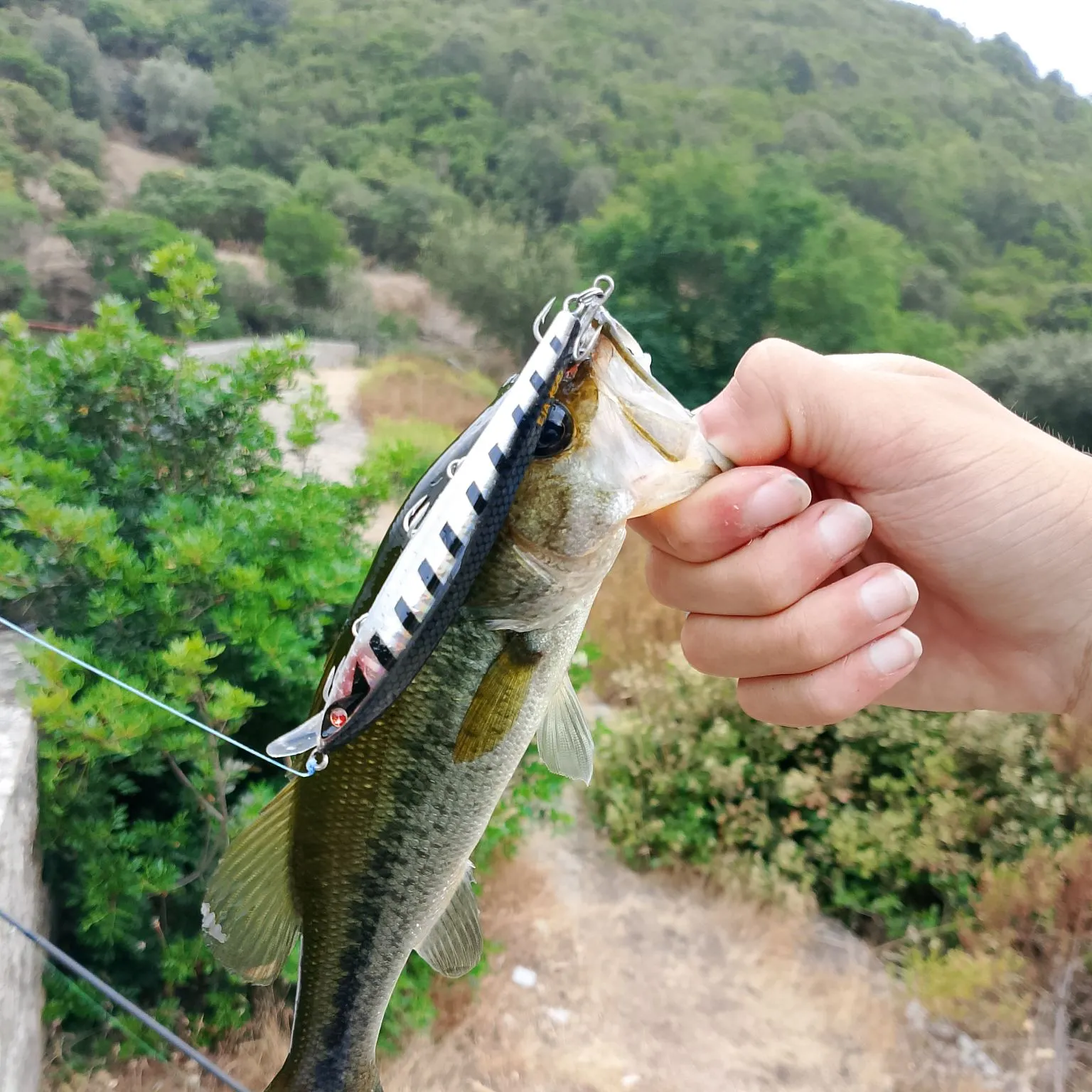 Largemouth bass caught on Fishbrain