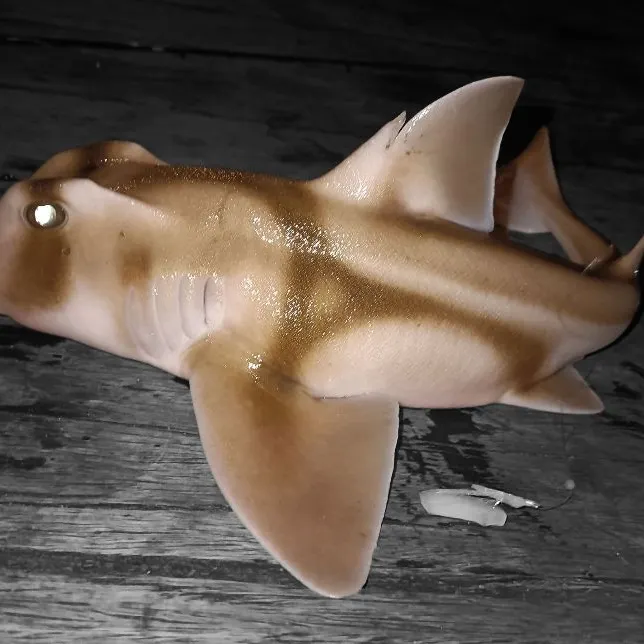 The most recent Port Jackson shark catches on Fishbrain
