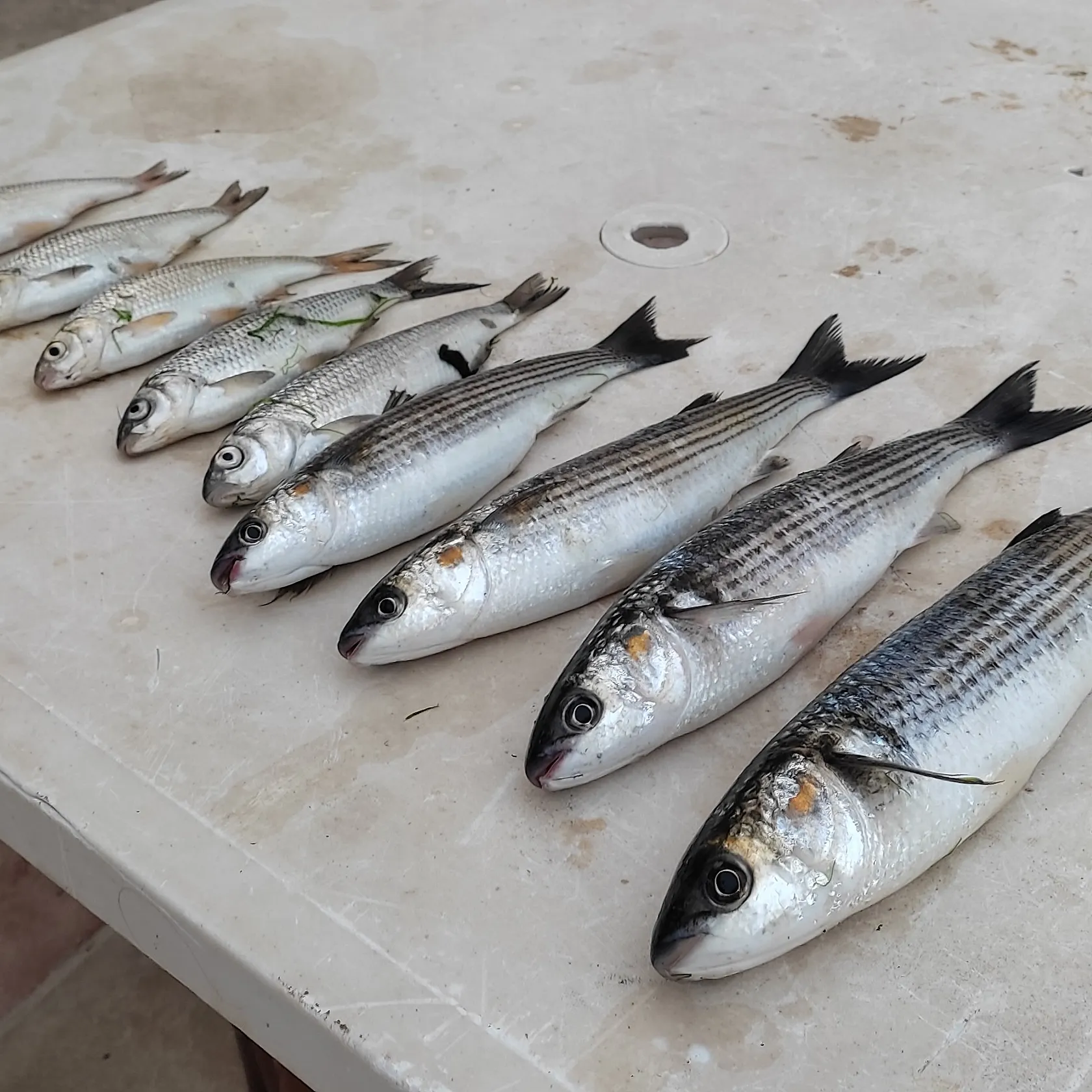 recently logged catches