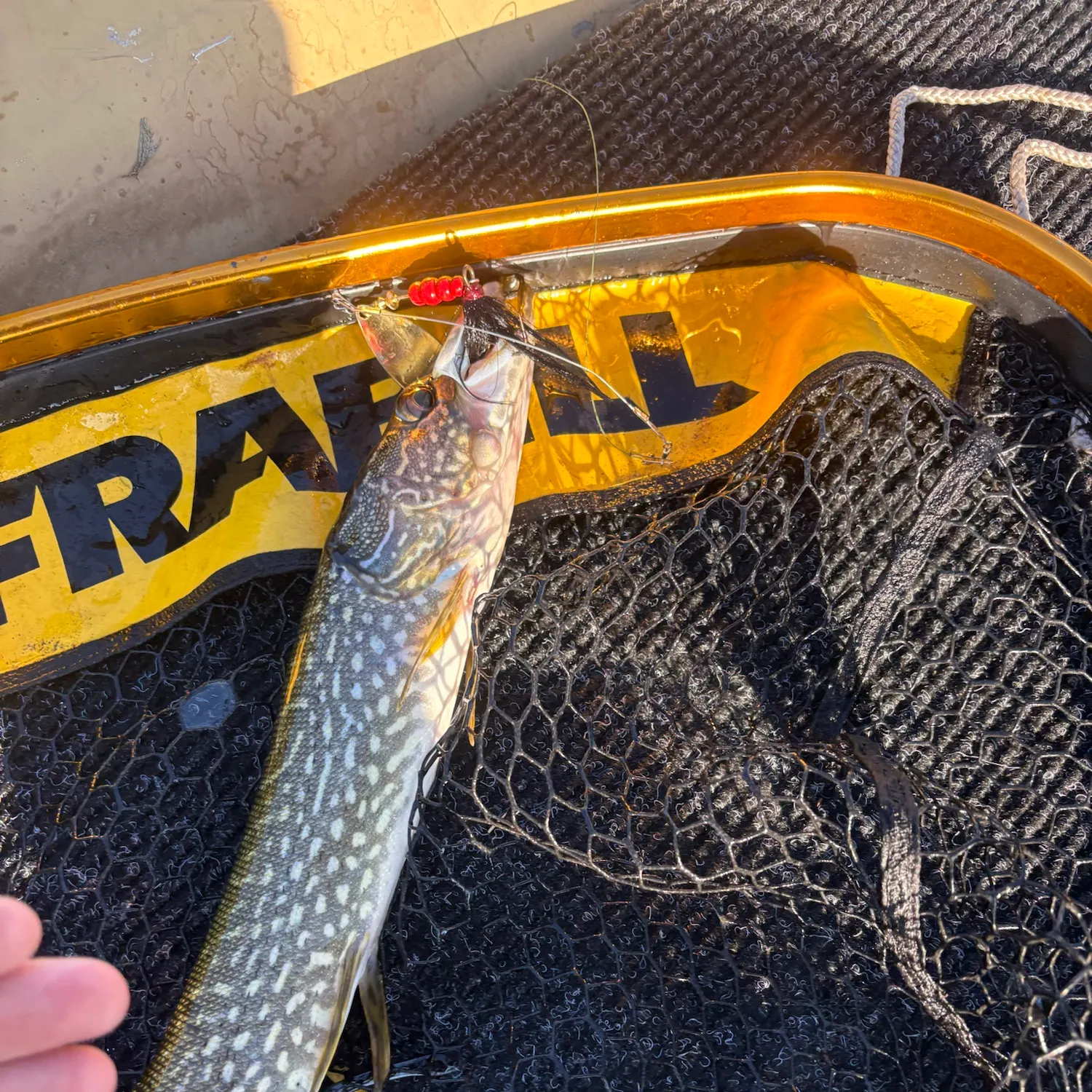 Northern pike caught on Fishbrain