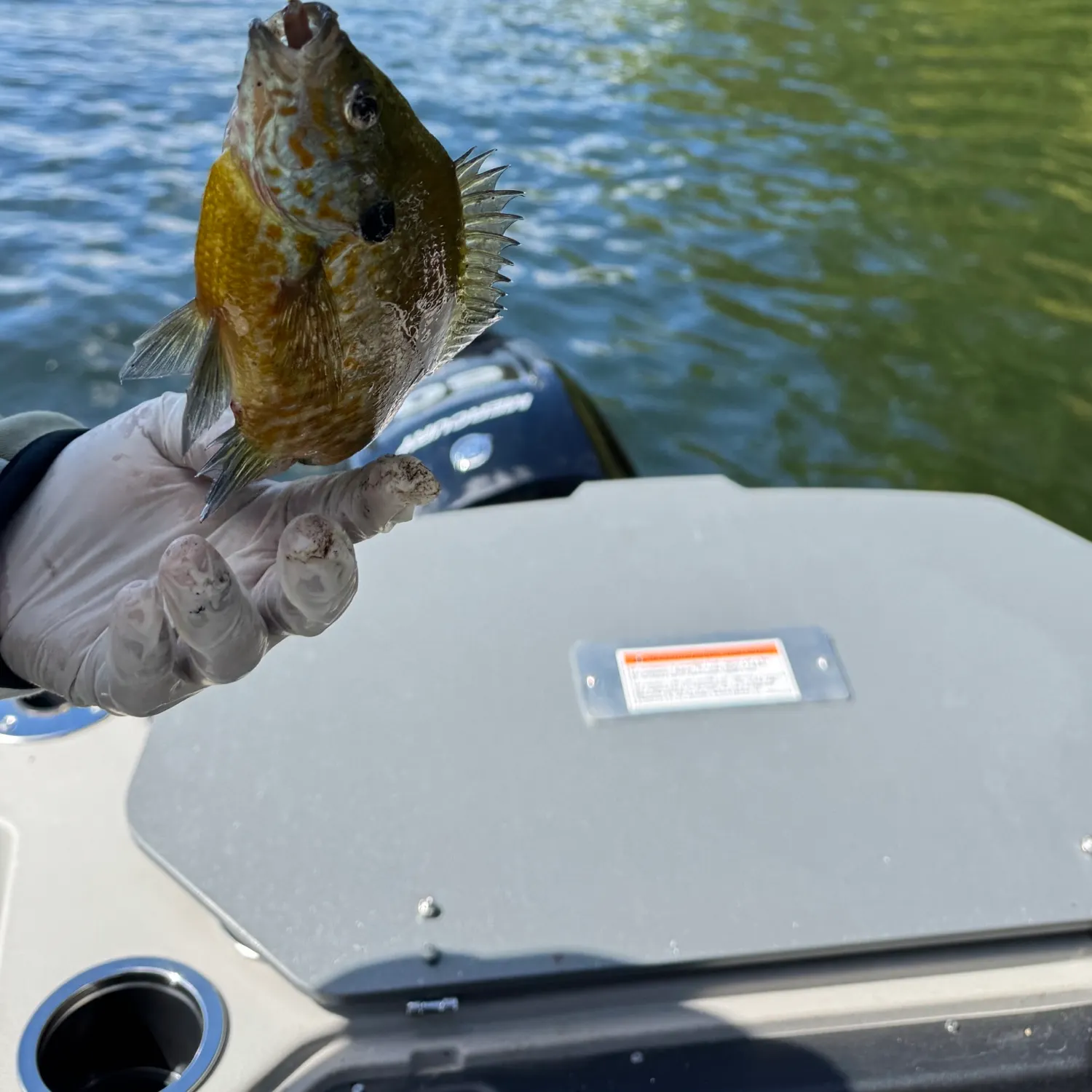 Fish caught on Fishbrain