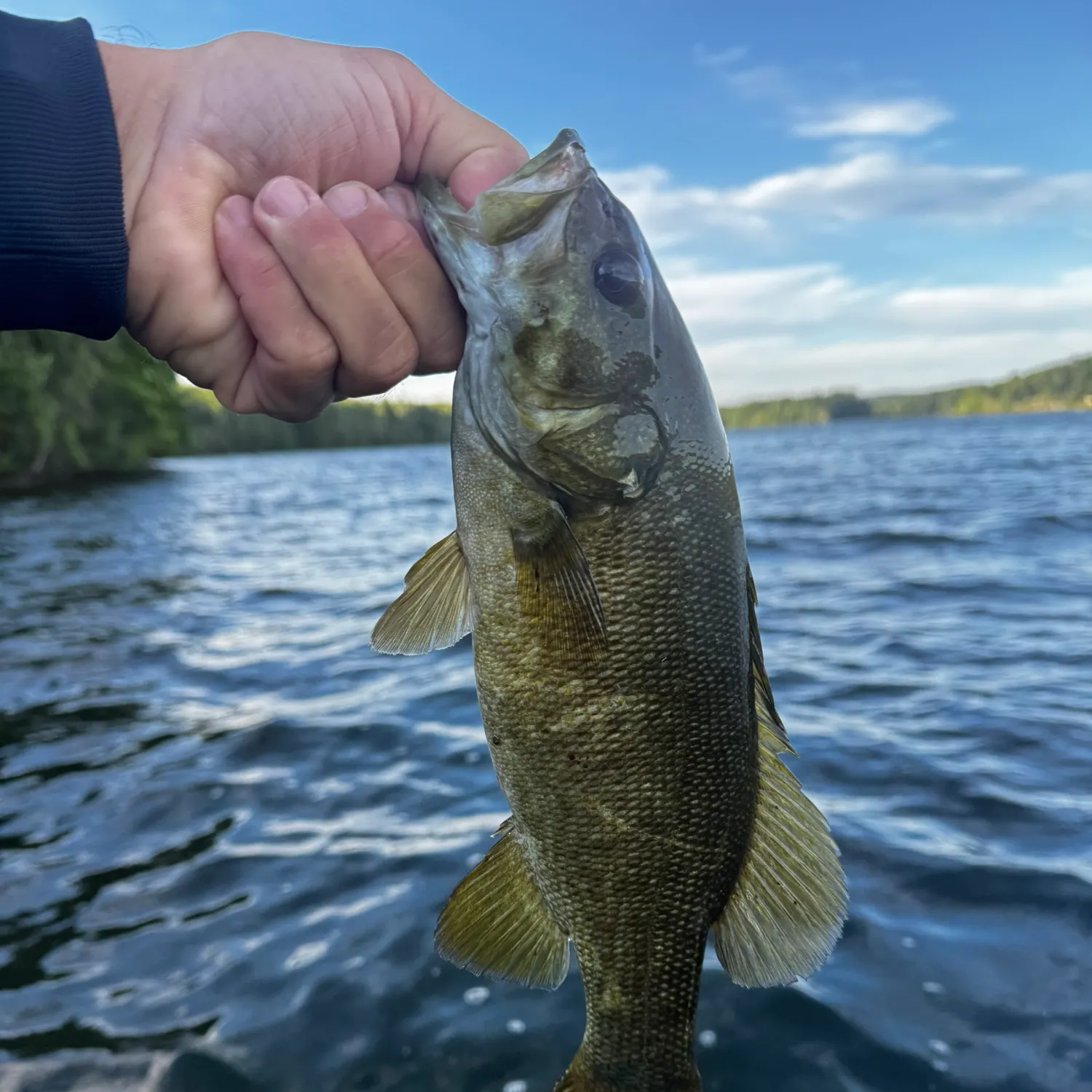 Smallmouth bass caught on Fishbrain