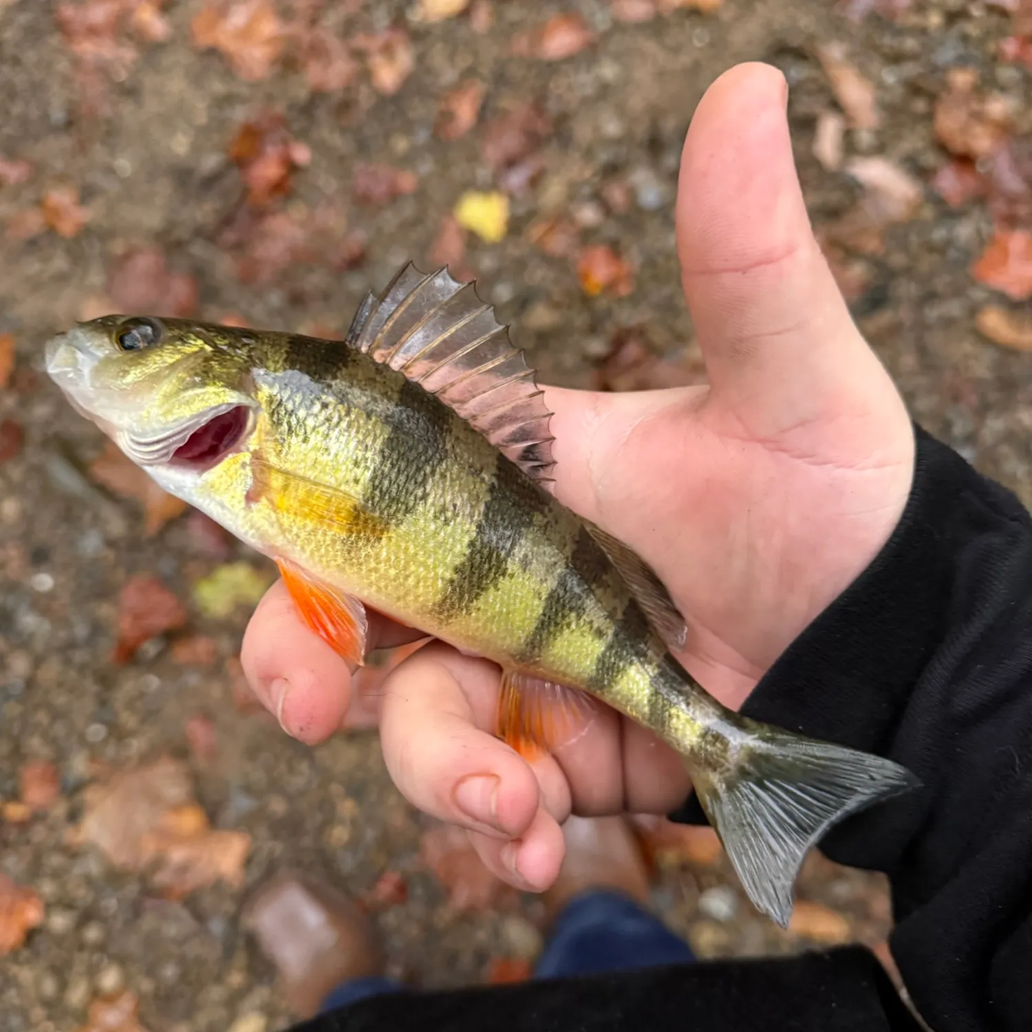 Yellow perch caught on Fishbrain