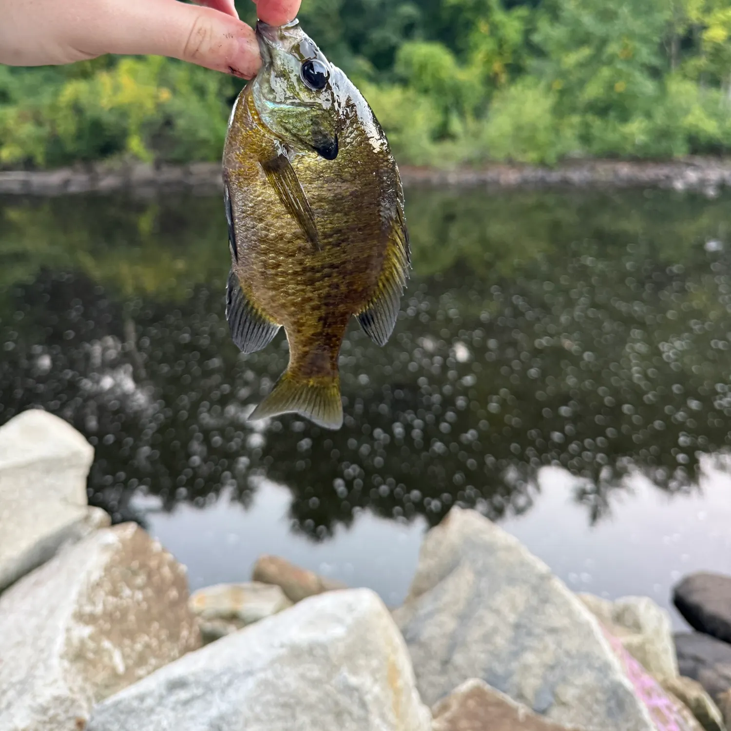 Bluegill caught on Fishbrain