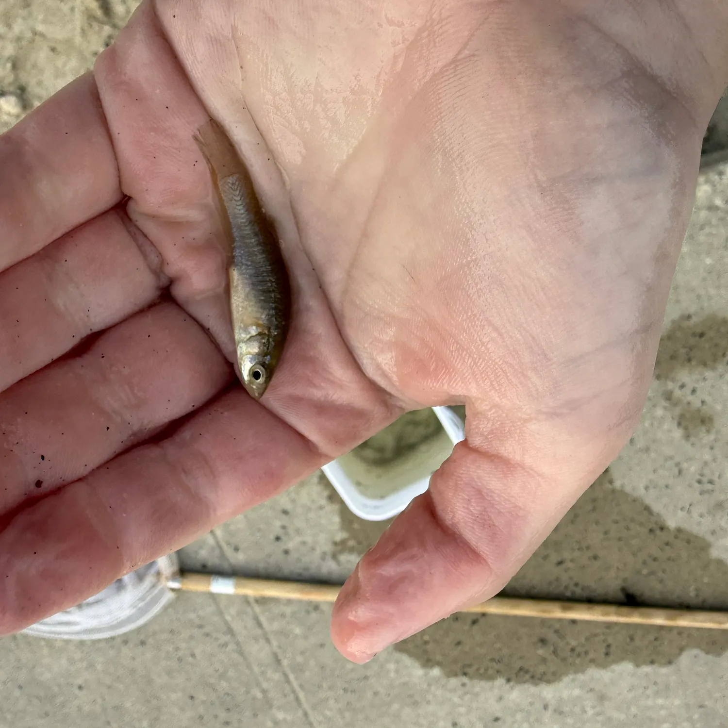 Striped killifish caught on Fishbrain