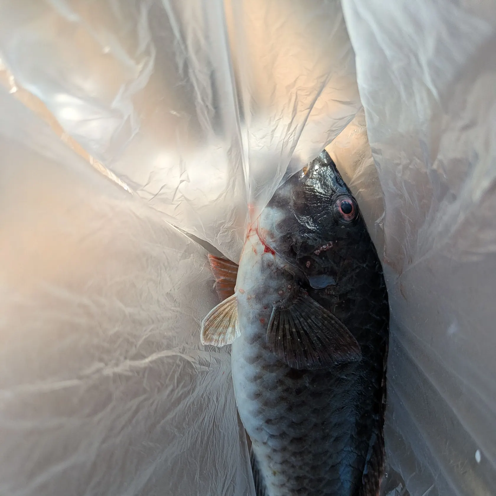 The most recent East Atlantic peacock wrasse catches on Fishbrain