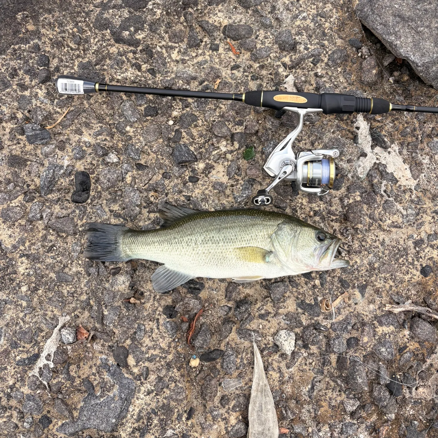 Largemouth bass caught on Fishbrain