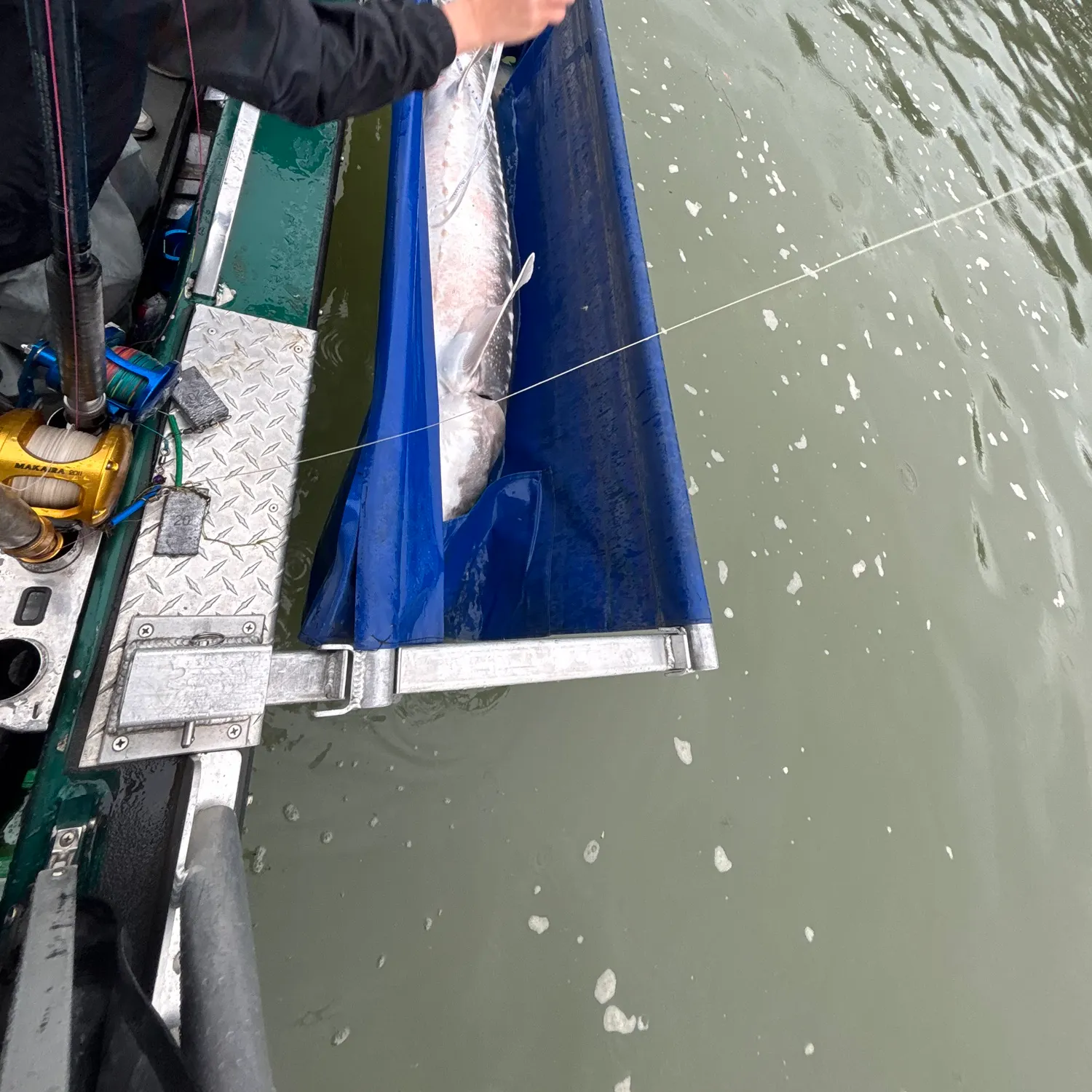 The most recent White sturgeon catches on Fishbrain
