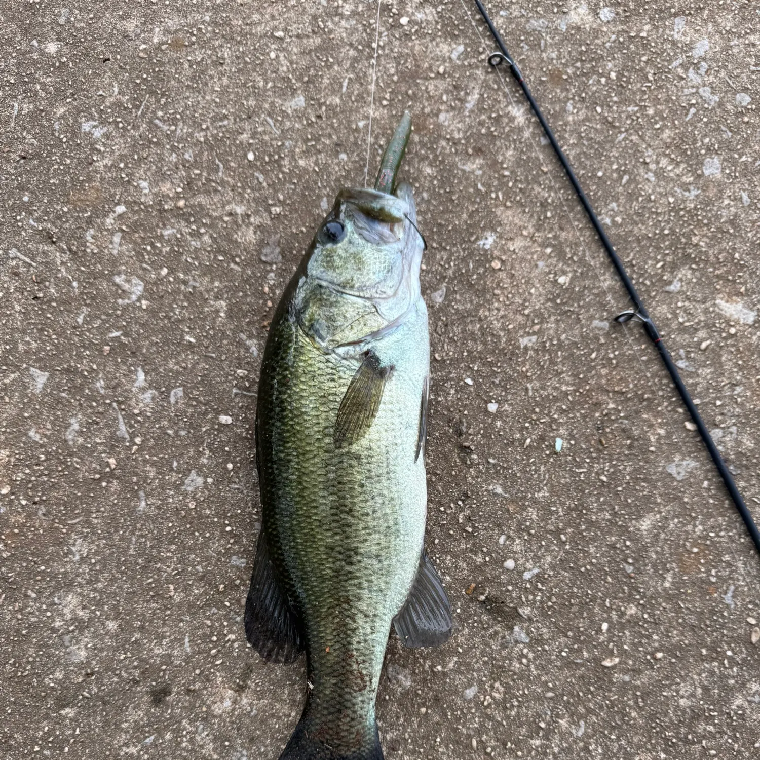 Largemouth bass caught on Fishbrain