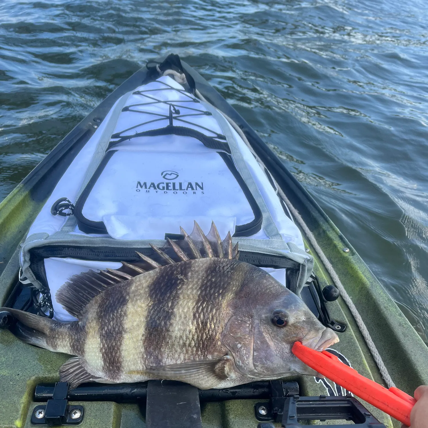 Sheepshead caught on Fishbrain