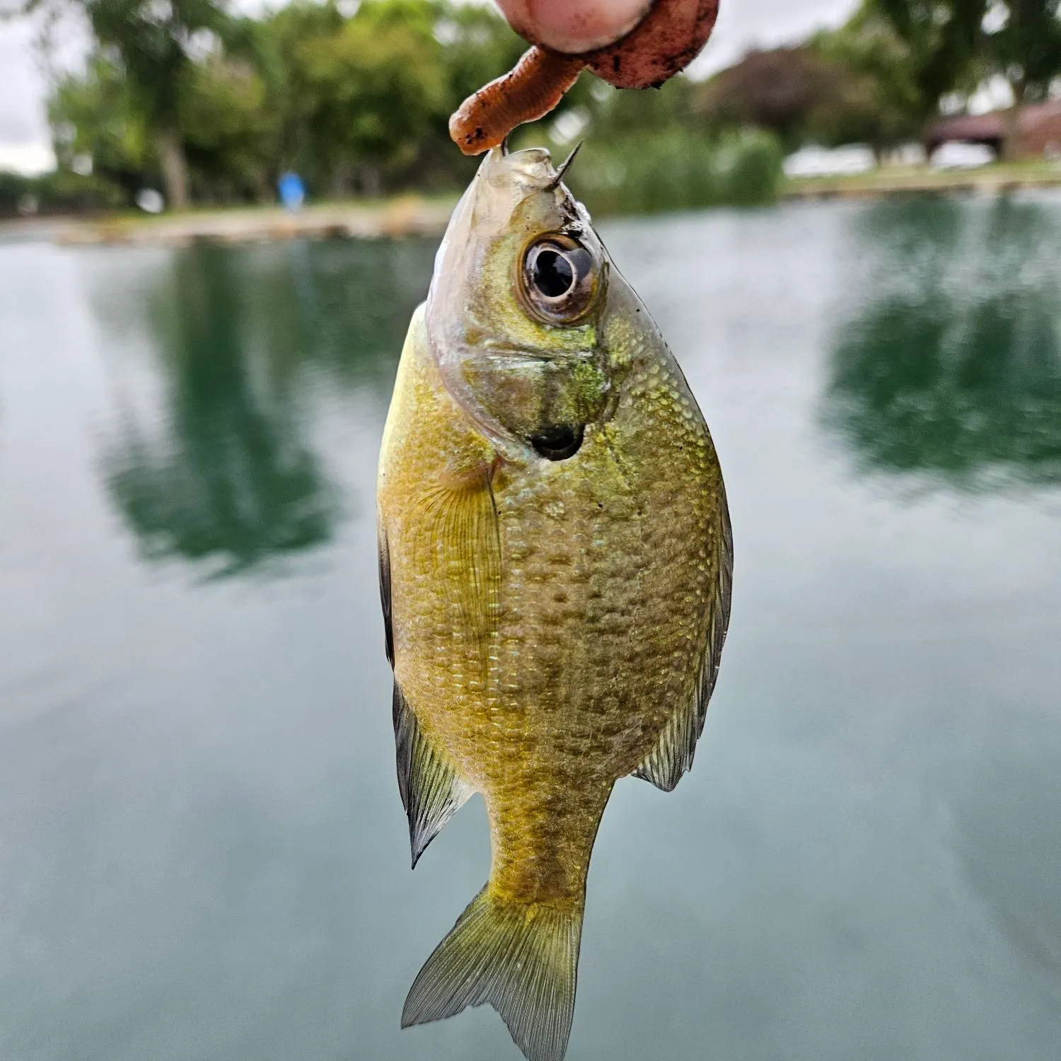 Bluegill caught on Fishbrain