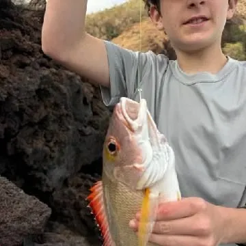 The most recent Lane snapper catches on Fishbrain