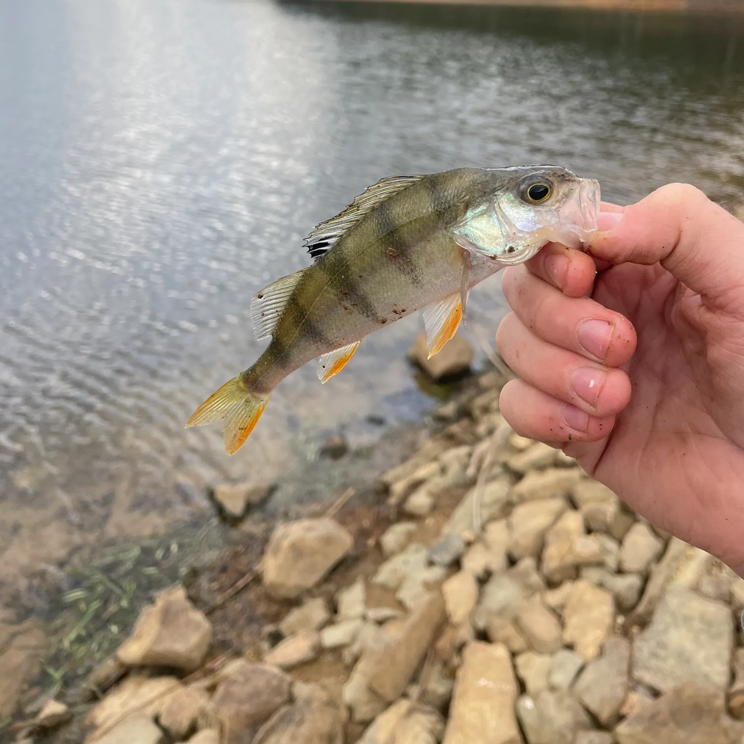 European perch caught on Fishbrain