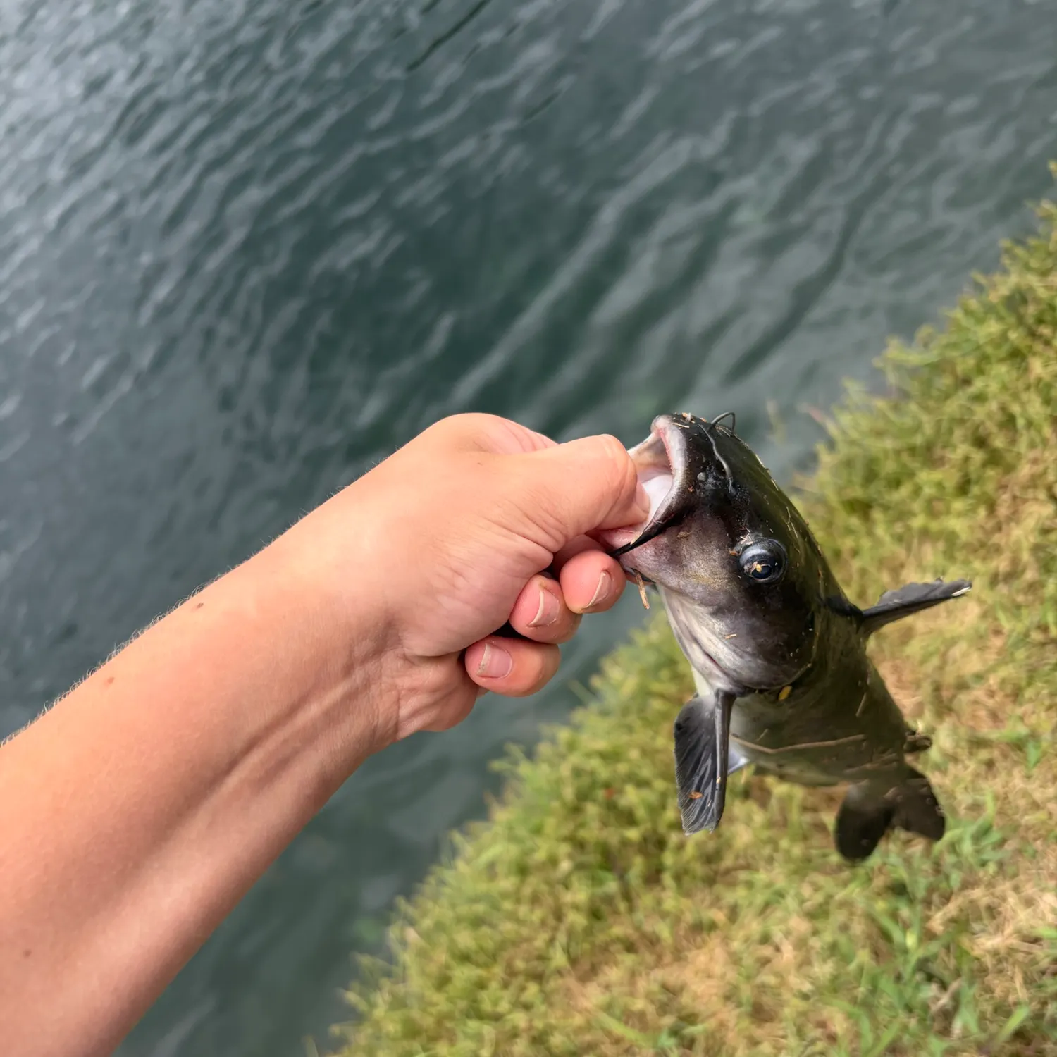 Channel catfish caught on Fishbrain