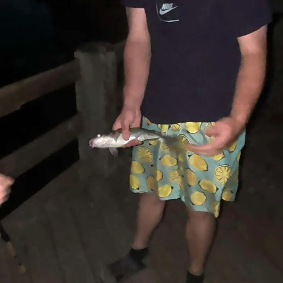 Channel catfish caught on Fishbrain