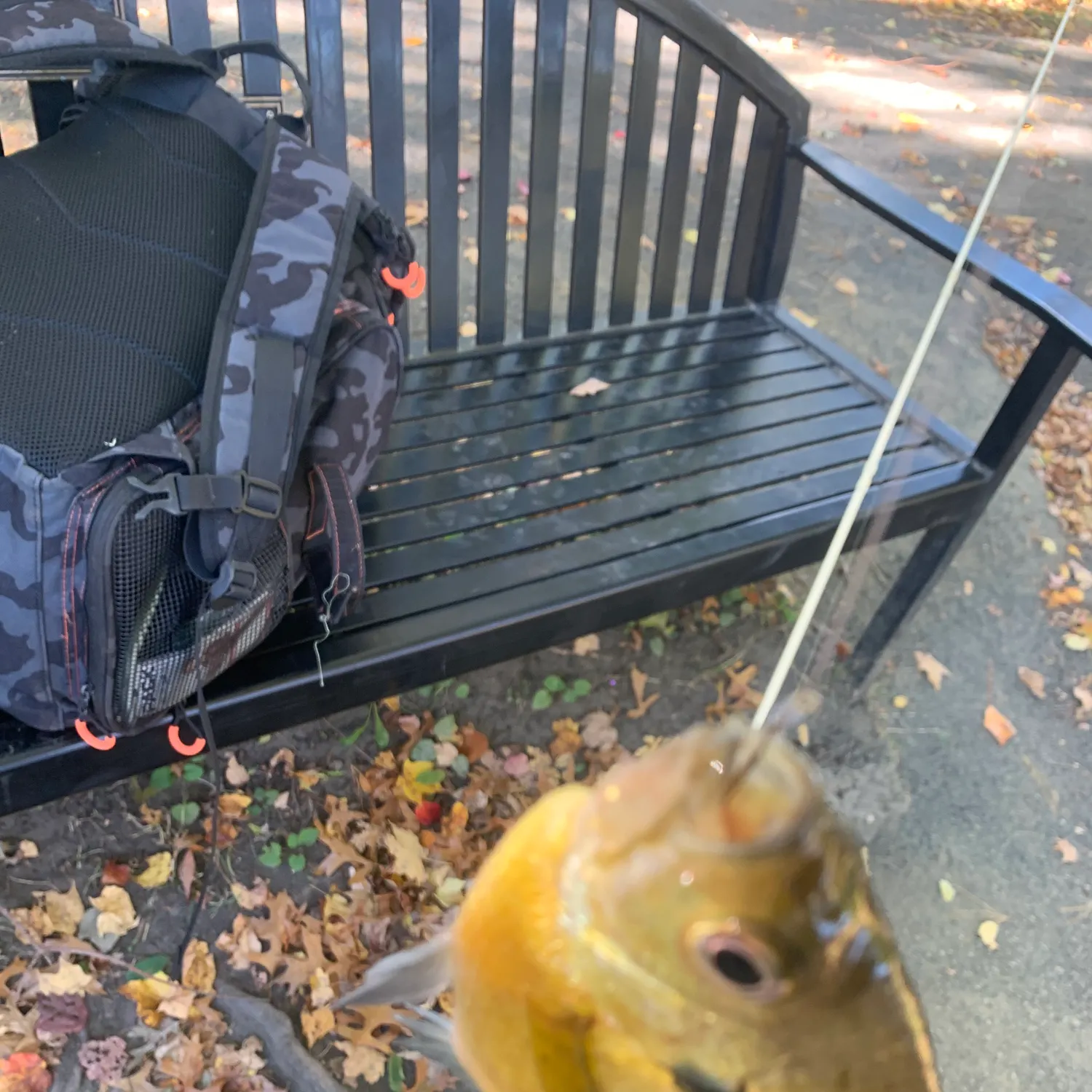 Bluegill caught on Fishbrain