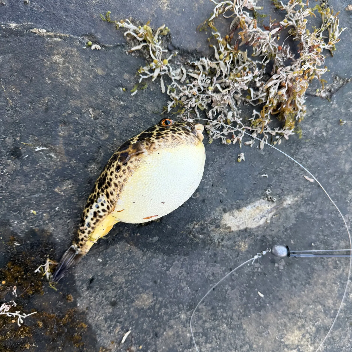 The most recent Checkered puffer catches on Fishbrain