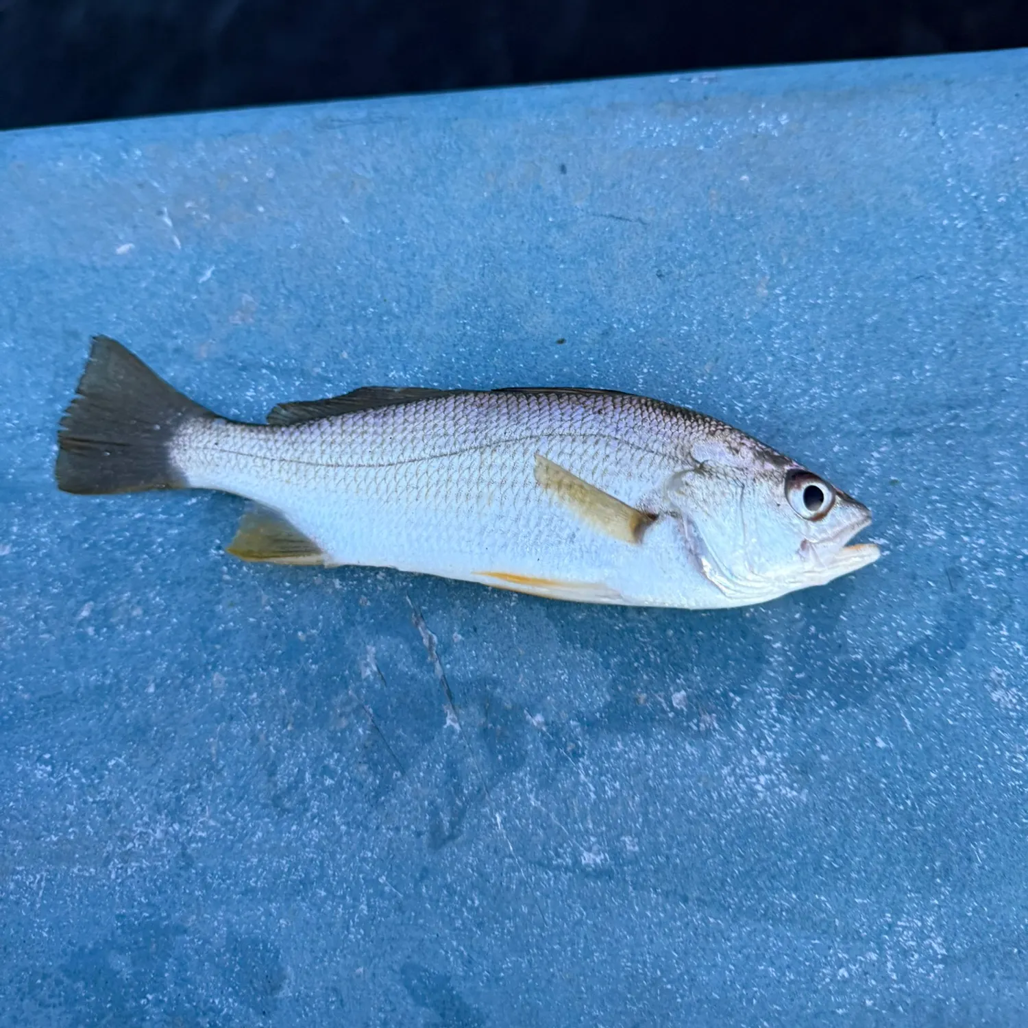 Silver perch caught on Fishbrain