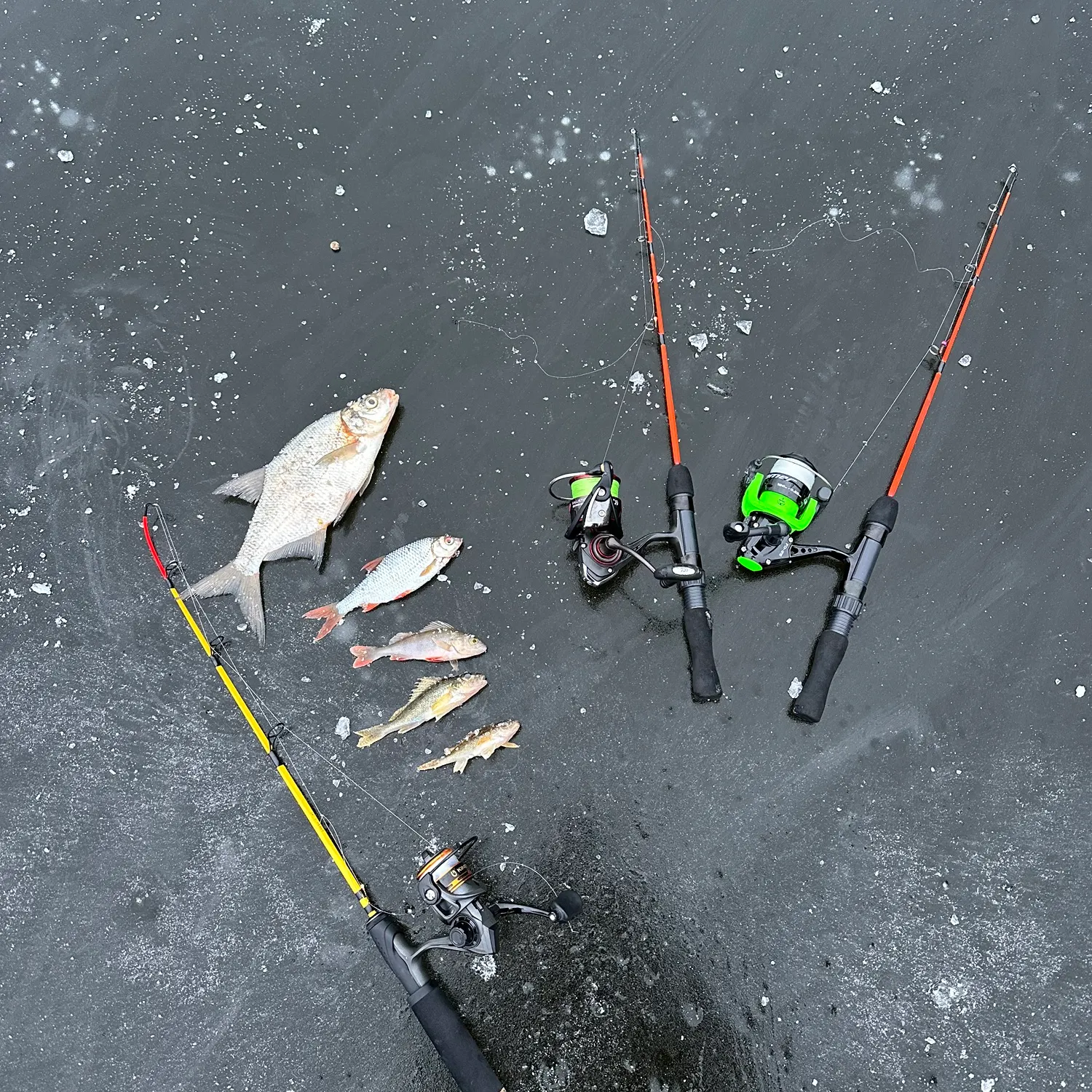 recently logged catches