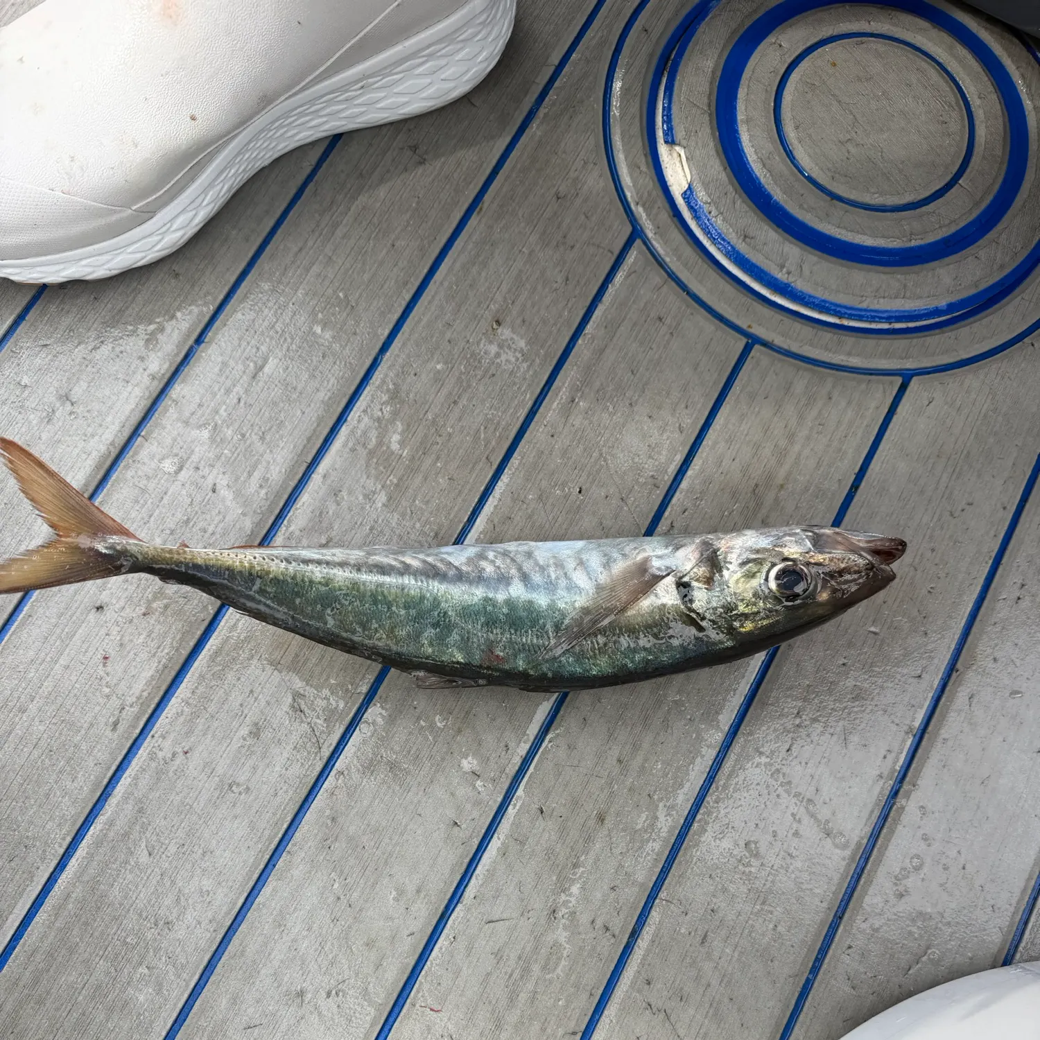 The most recent Pacific jack mackerel catches on Fishbrain