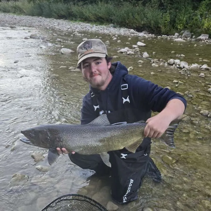 Chinook salmon caught on Fishbrain