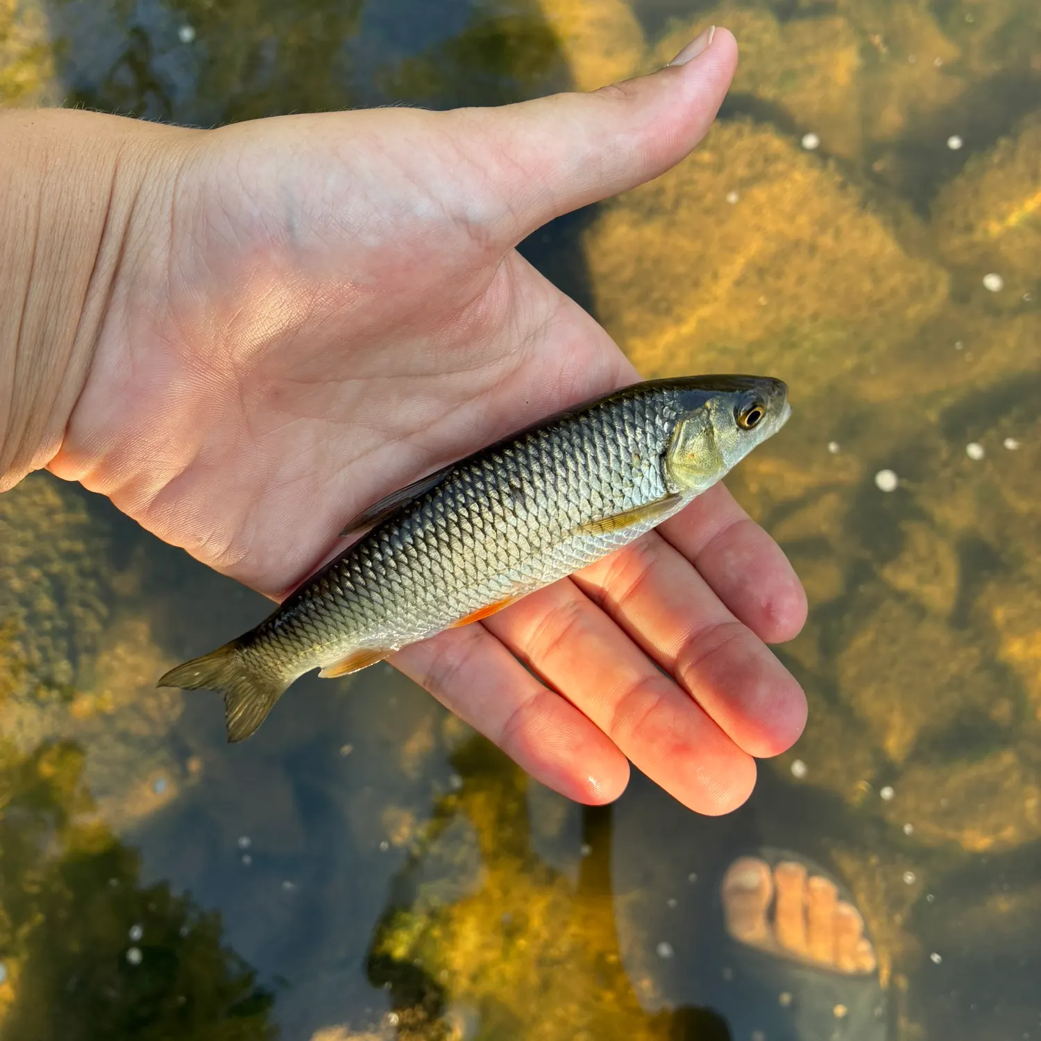 European chub caught on Fishbrain