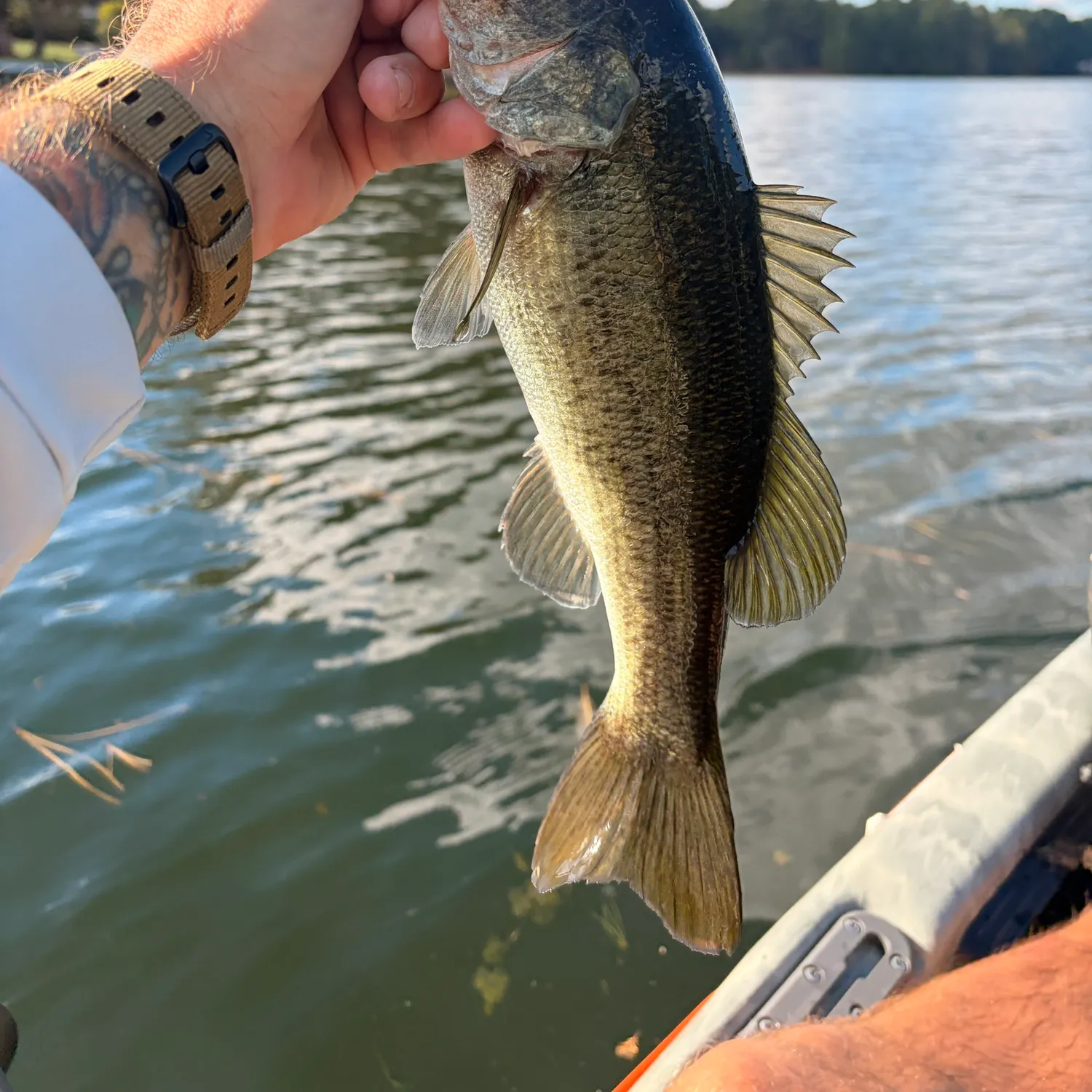 Largemouth bass caught on Fishbrain