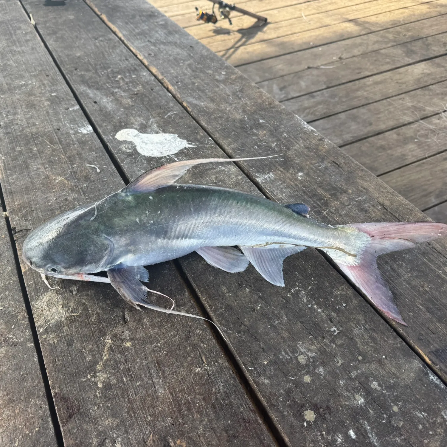 The most recent Gafftopsail sea catfish catches on Fishbrain