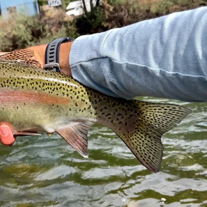 Rainbow trout caught on Fishbrain