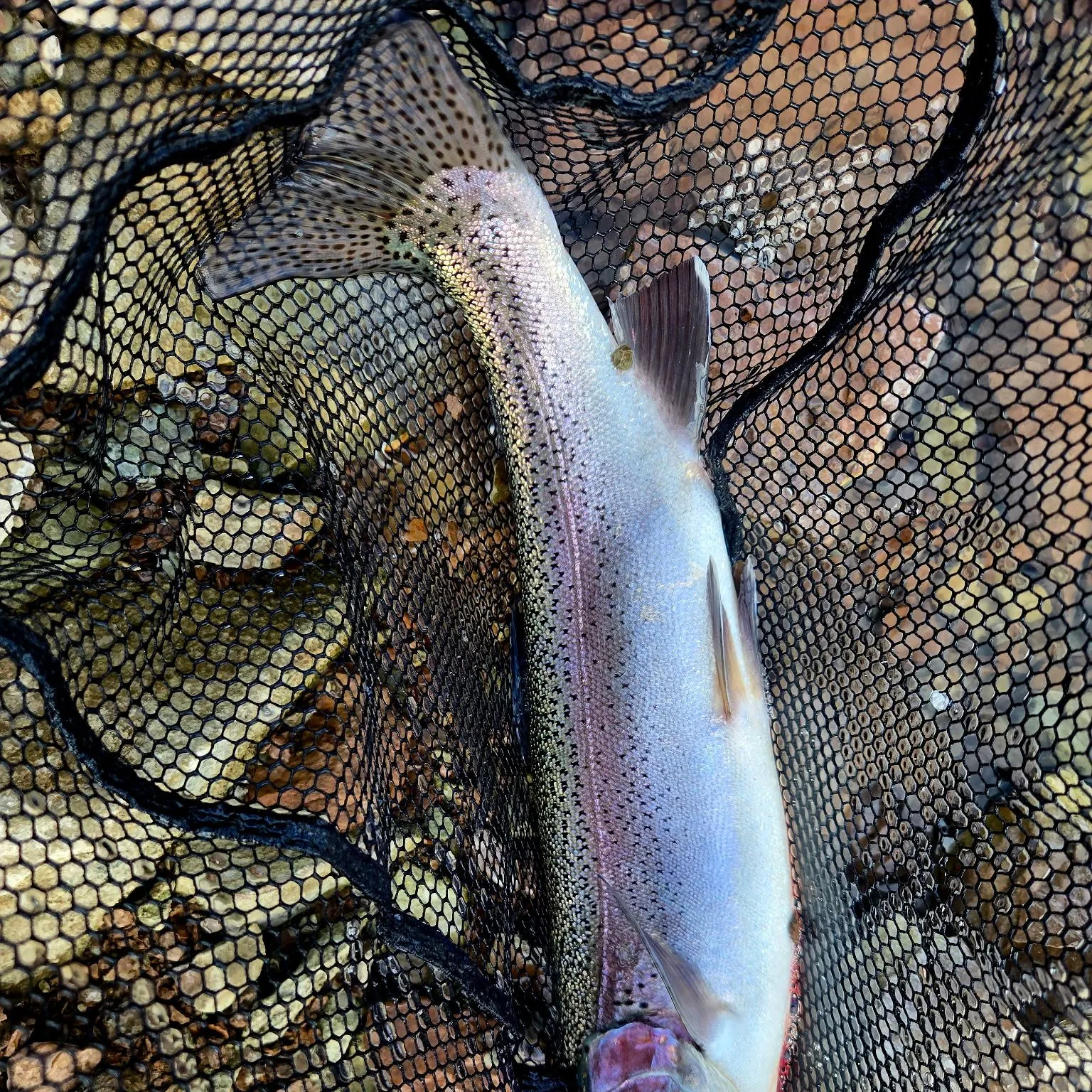 Rainbow trout caught on Fishbrain