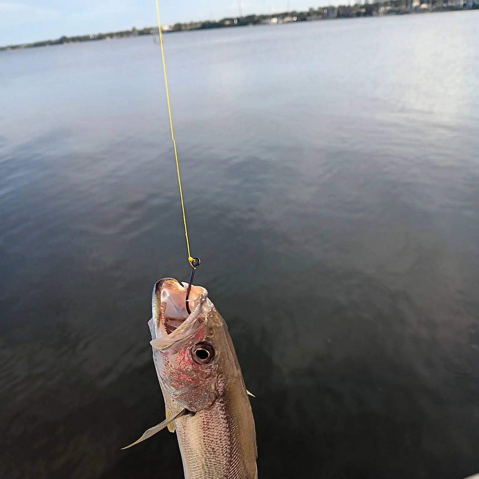 Sand seatrout caught on Fishbrain