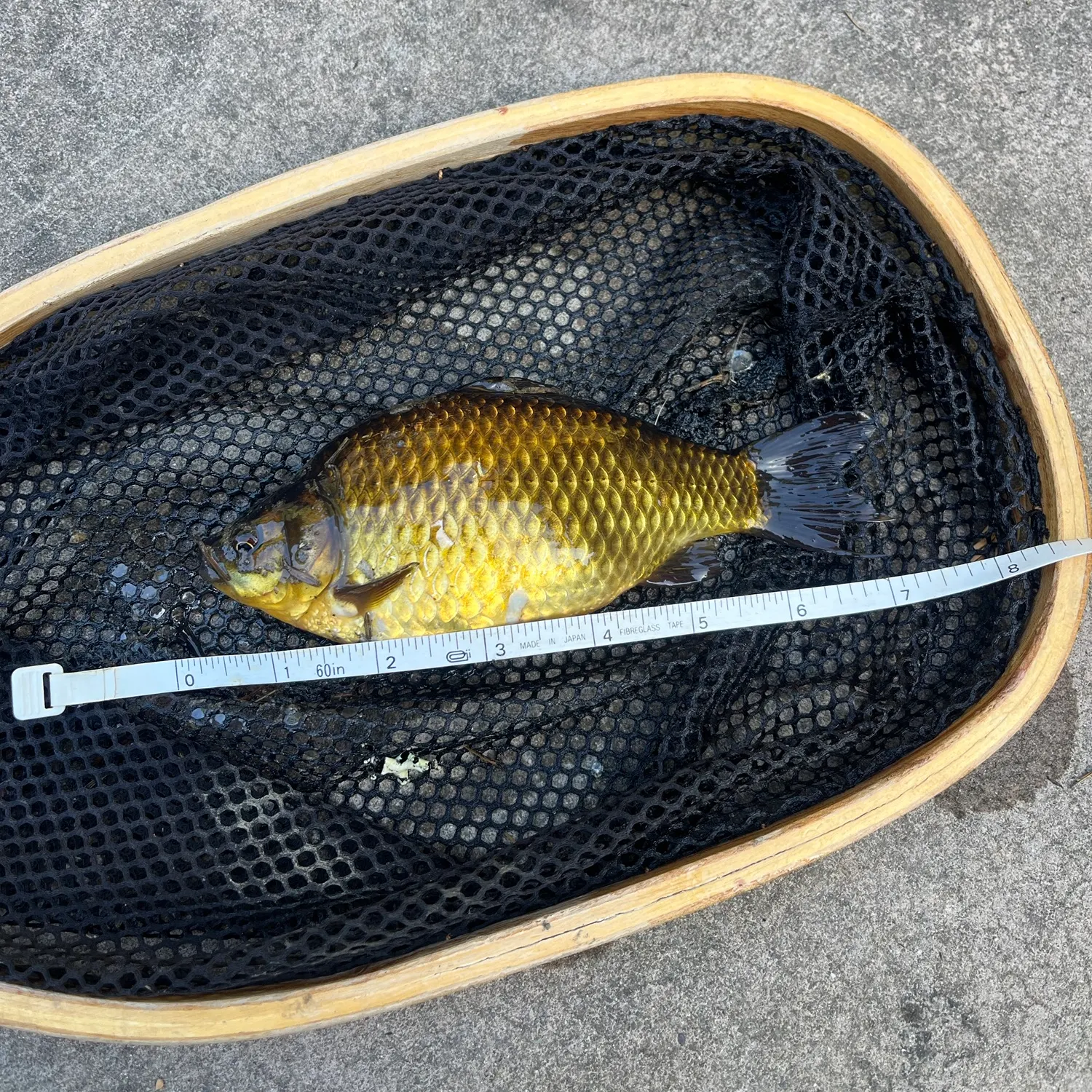 Goldfish caught on Fishbrain
