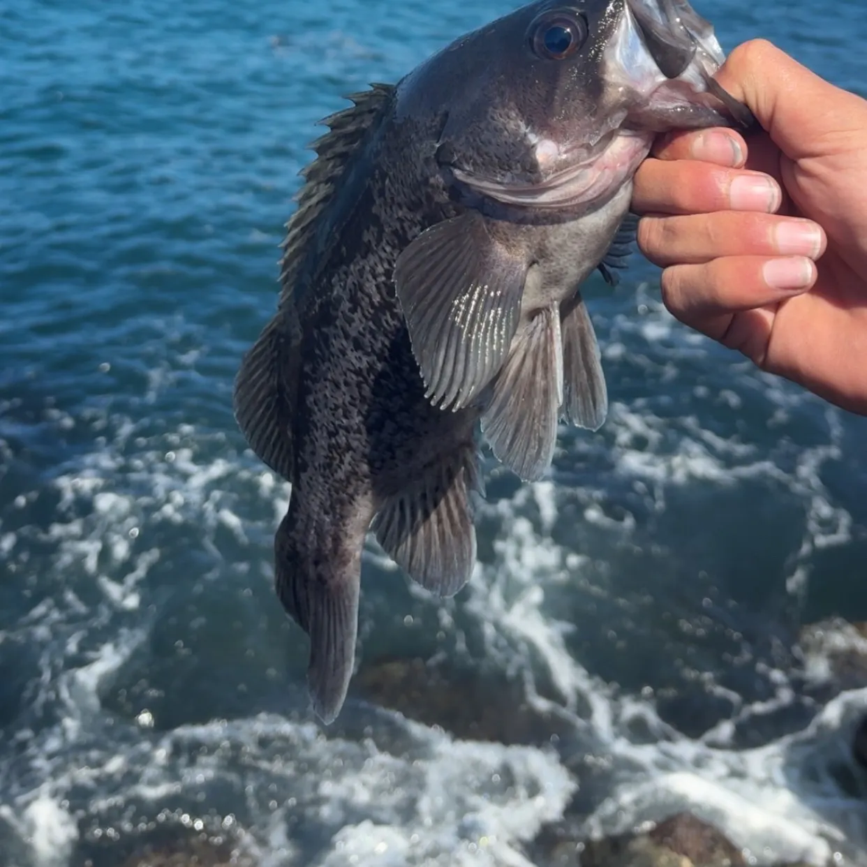 Black rockfish caught on Fishbrain