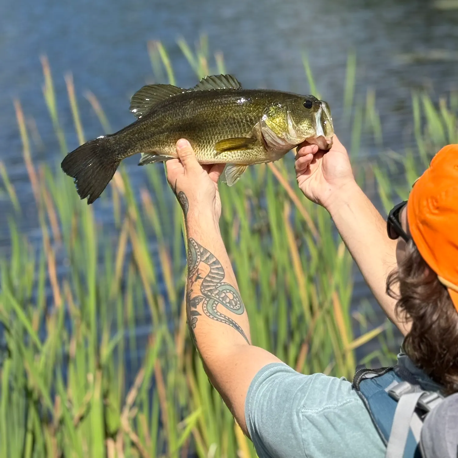 Largemouth bass caught on Fishbrain