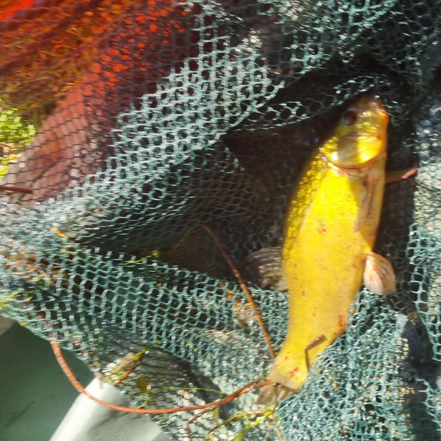 Tench caught on Fishbrain