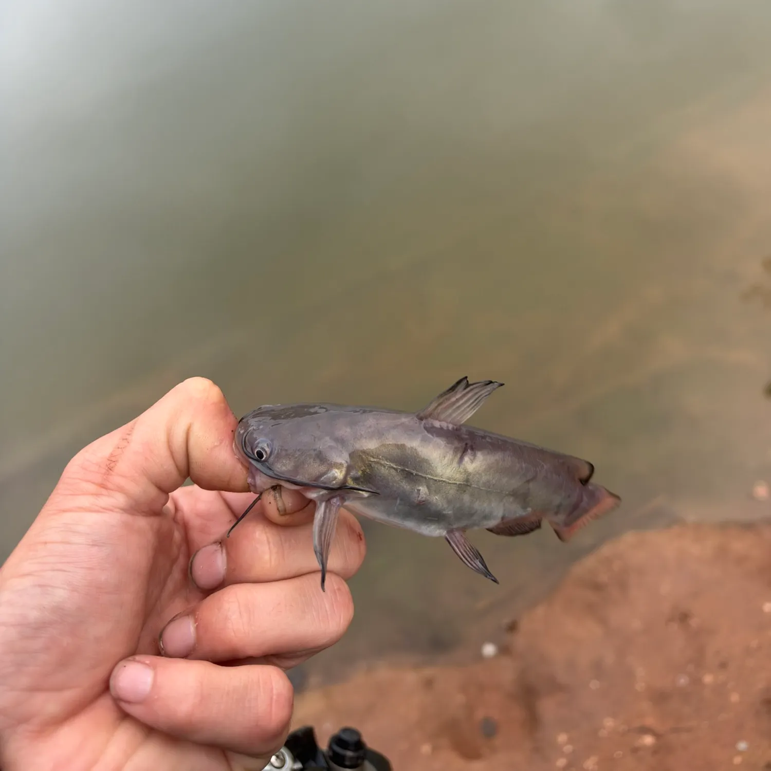 Black bullhead caught on Fishbrain
